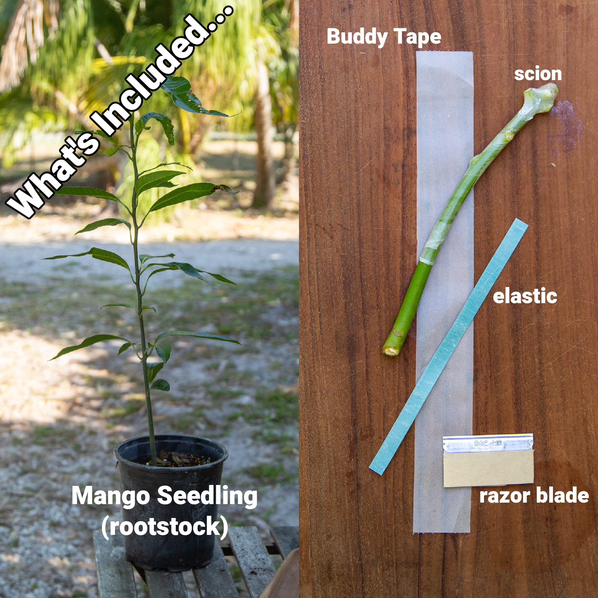 grafting class.png