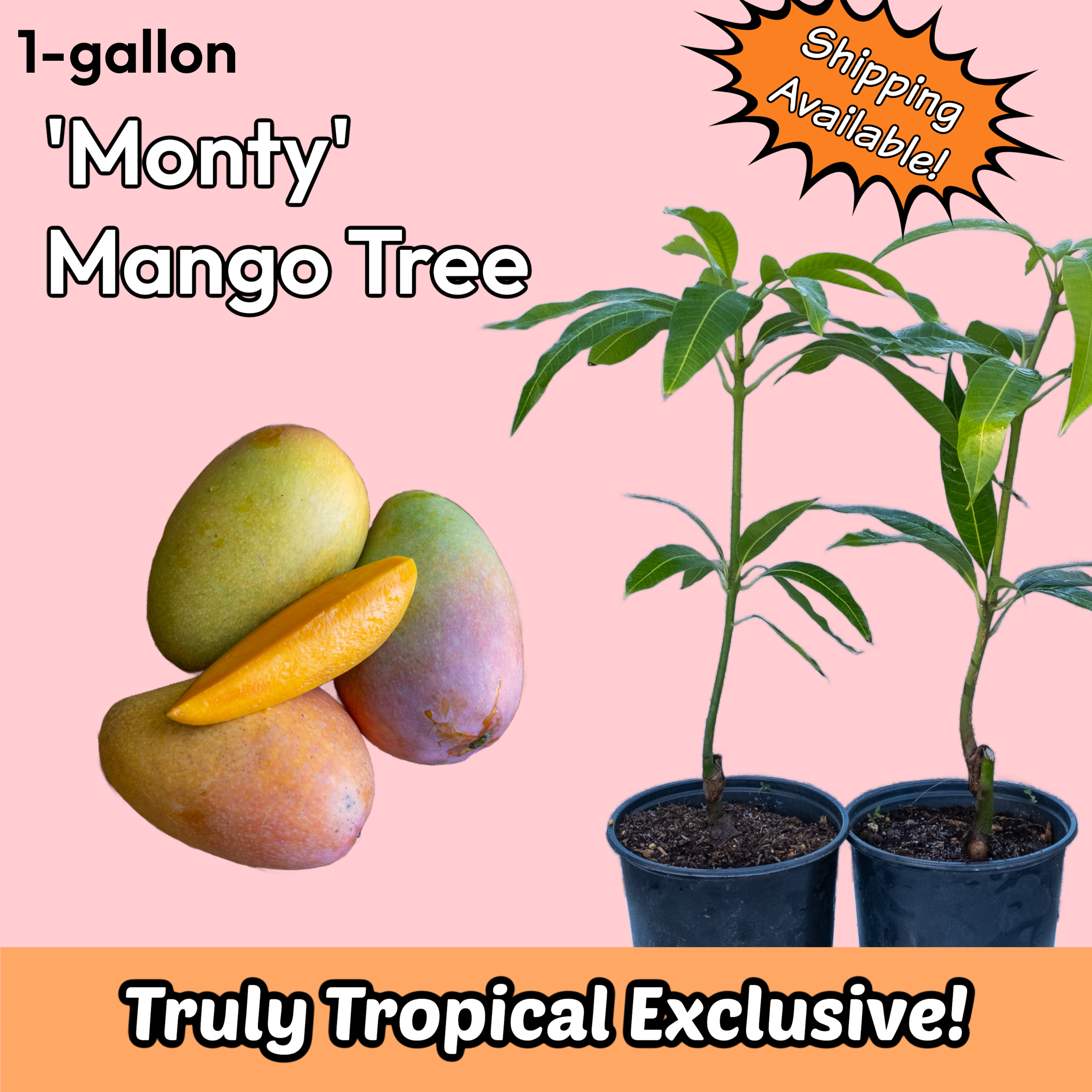 1-gallon Grafted 'Monty' Mango Tree (Pickup or Shipping!)