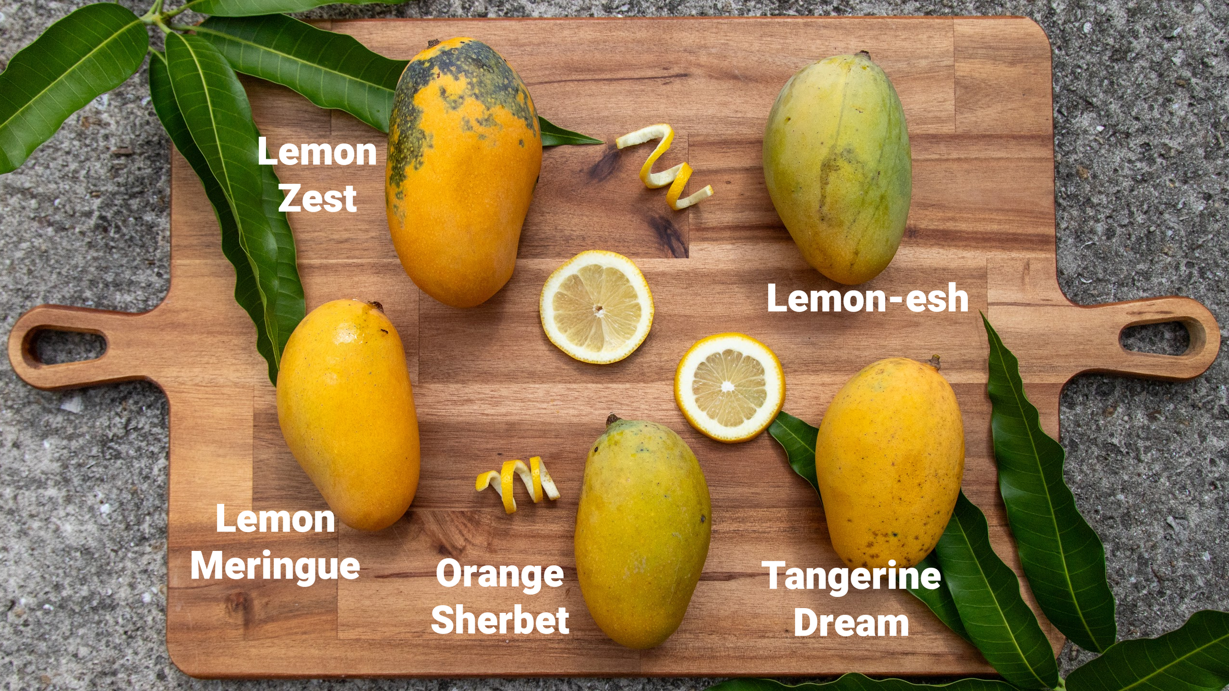 the citrus family copy.png