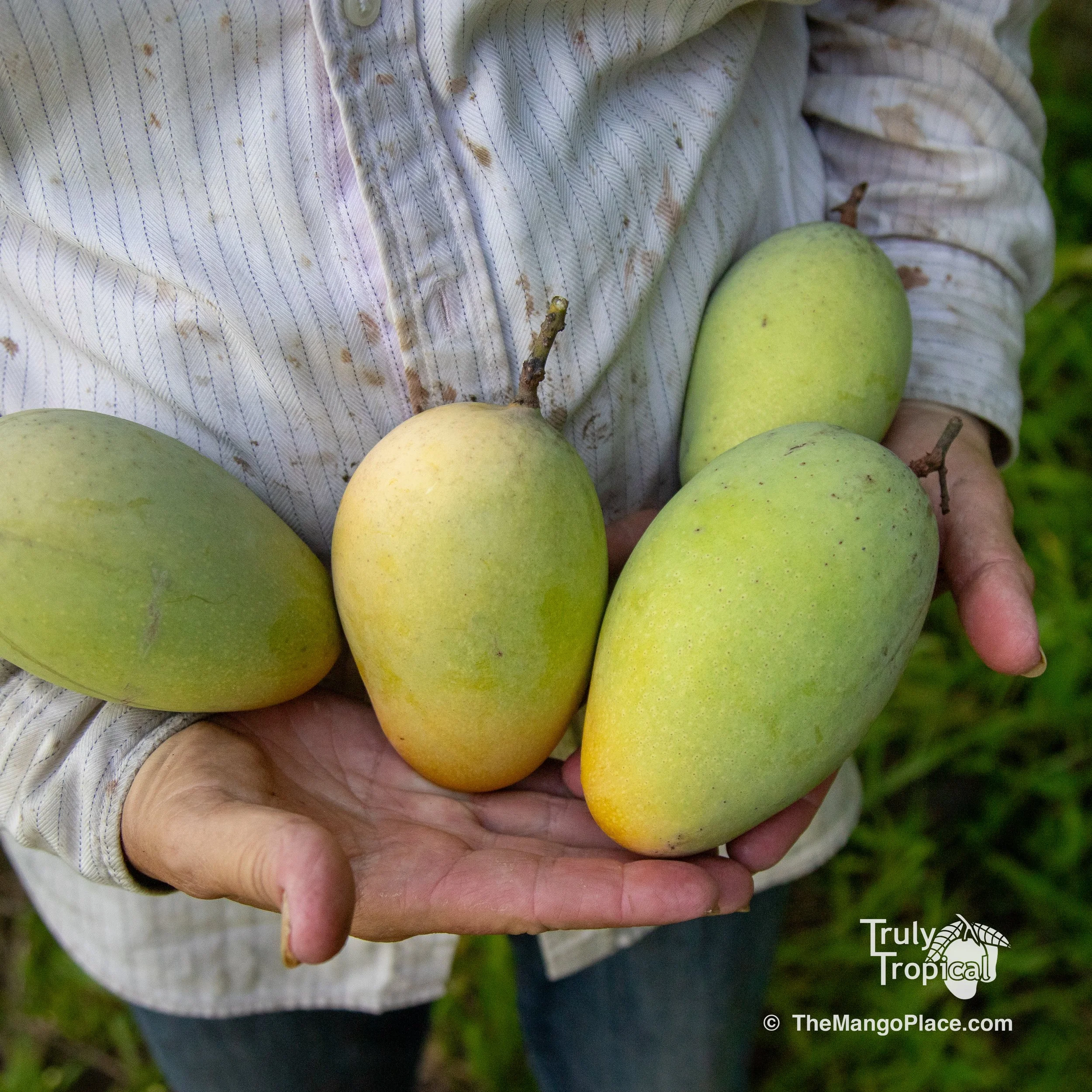 1-gallon Grafted 'Lemon-esh' Mango Tree (Pickup or Shipping!)  The Mango  Place