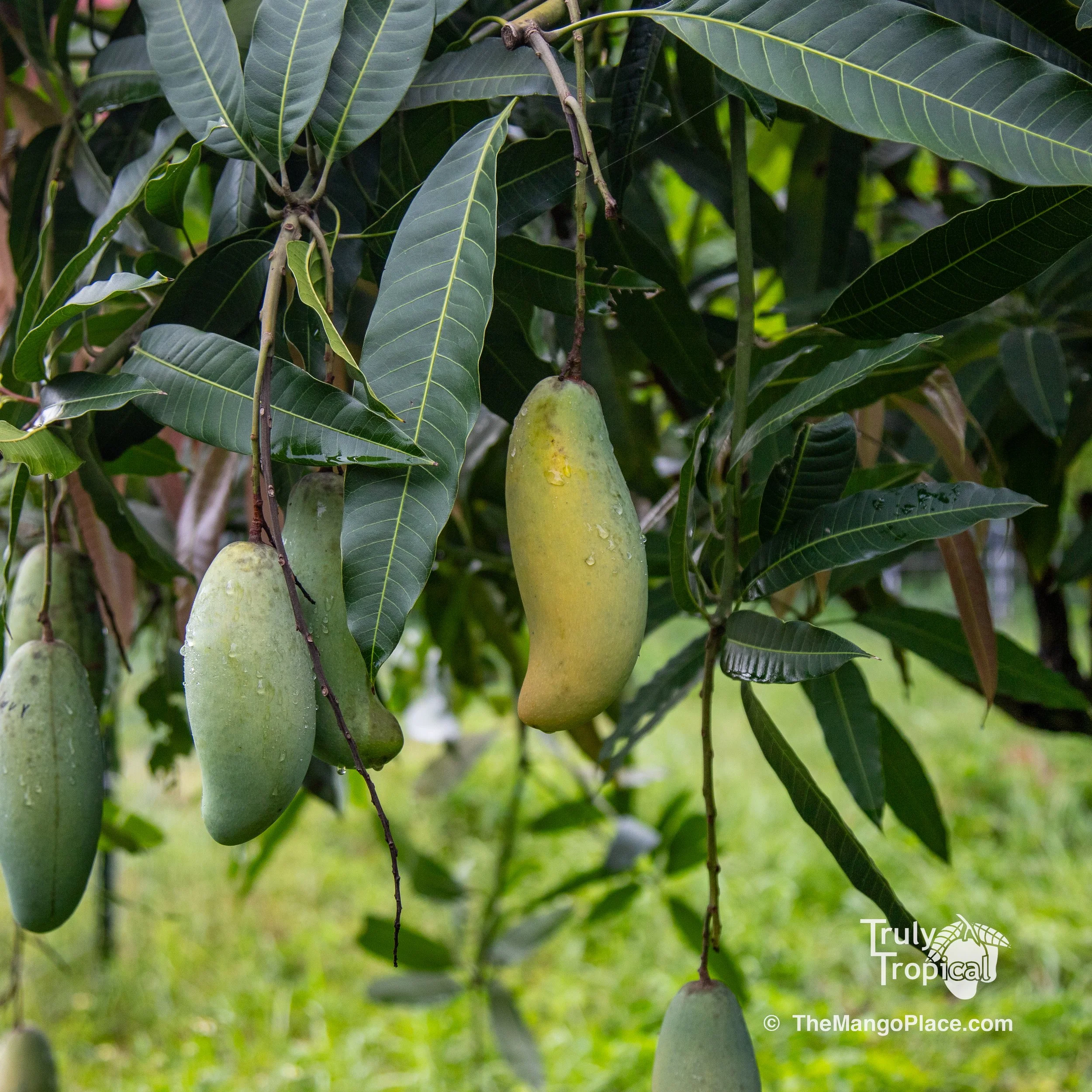 kook lom krong.jpg