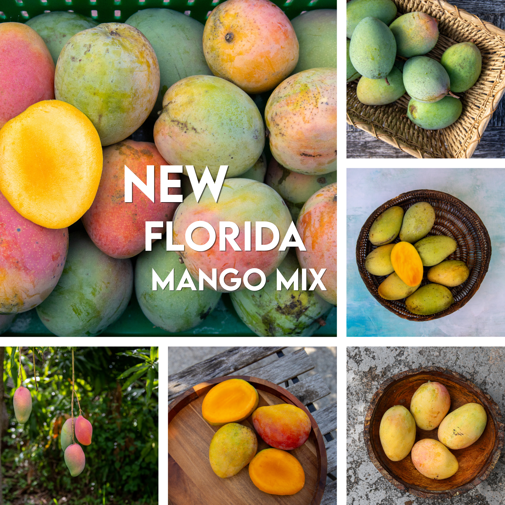 new florida.png