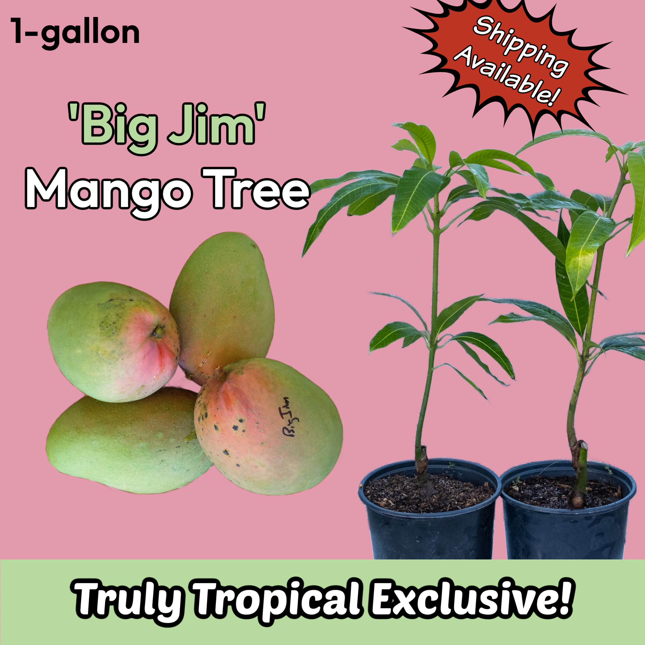 1-gallon Grafted 'Big Jim' Mango Tree (Pickup or Shipping!)