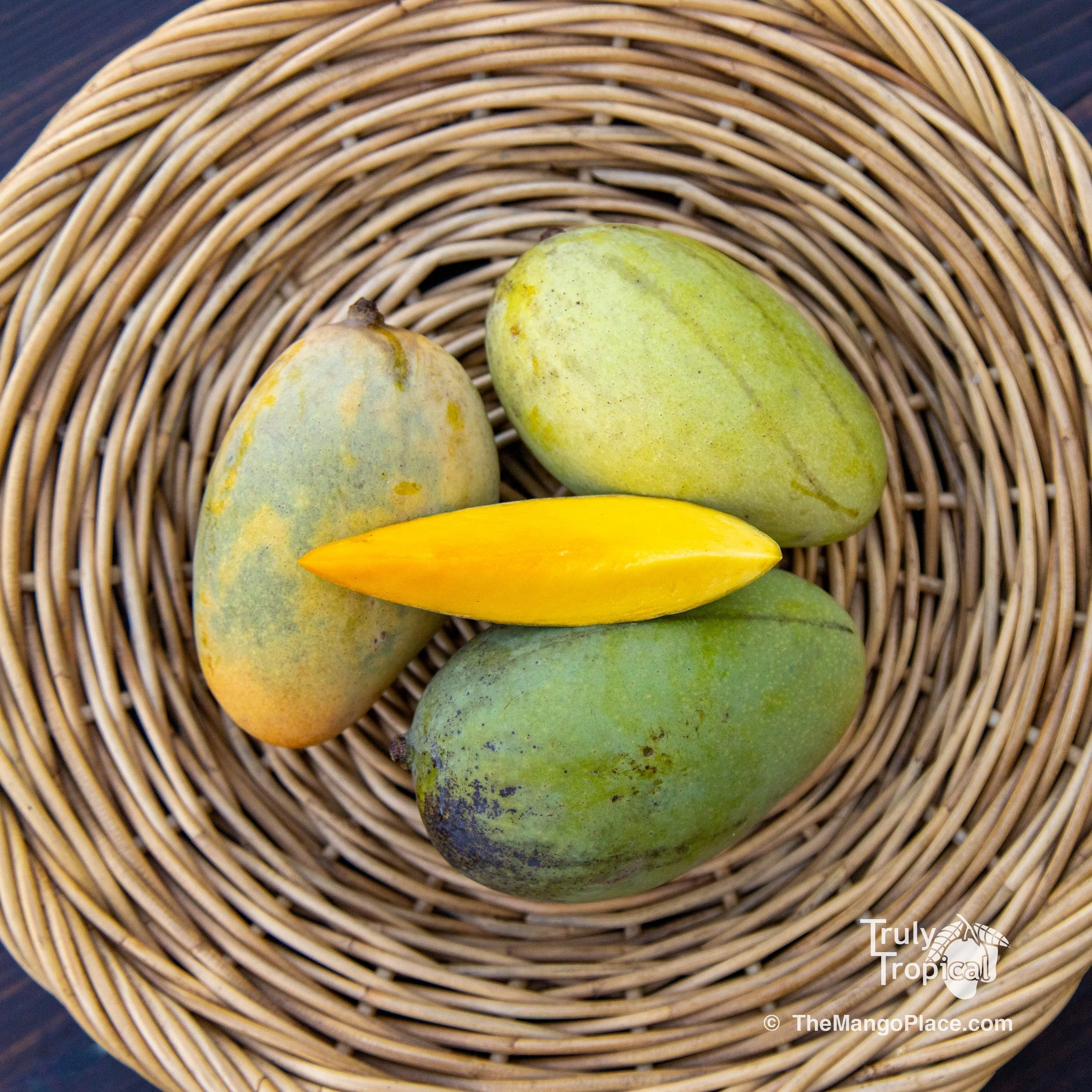 lemon-esh 22.jpg