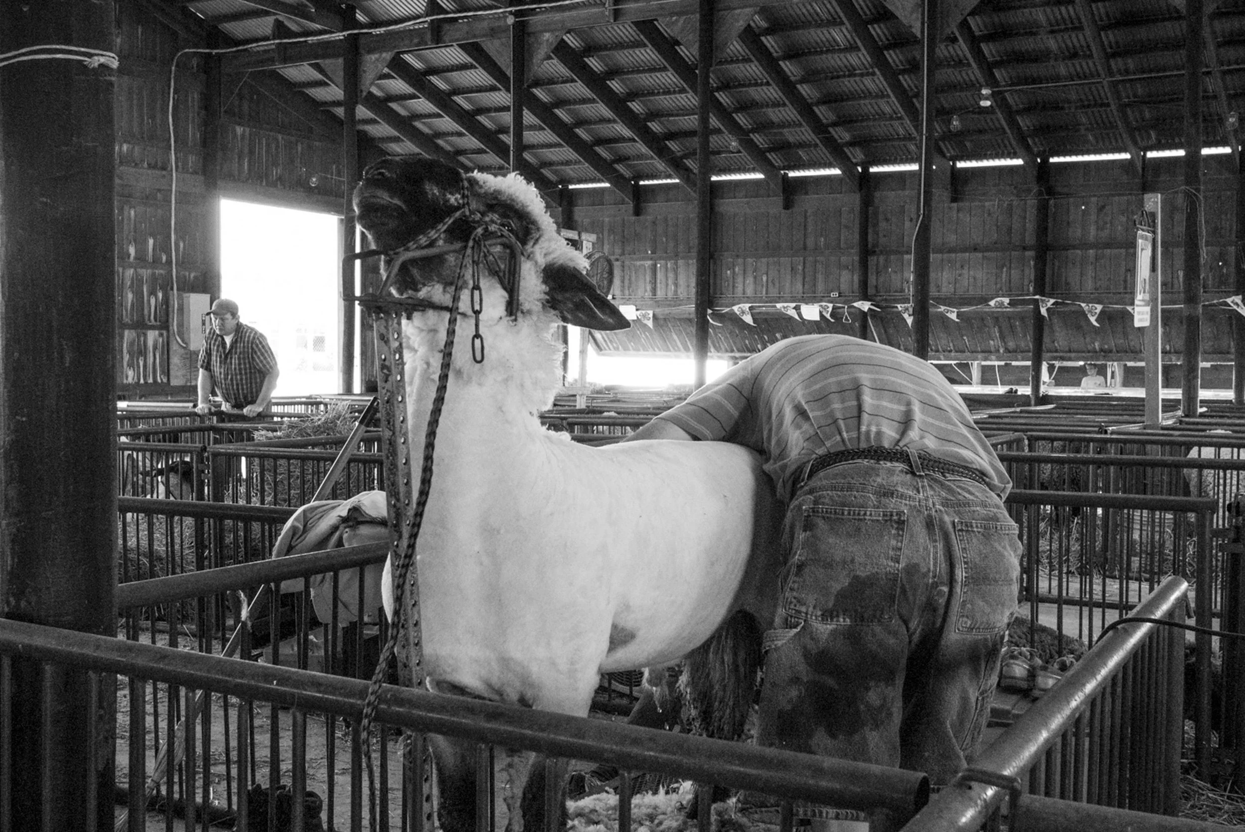 20161121-20140720-P1160339-15-Butler+County+Fair-Co_Fair-2014-3000px.jfif
