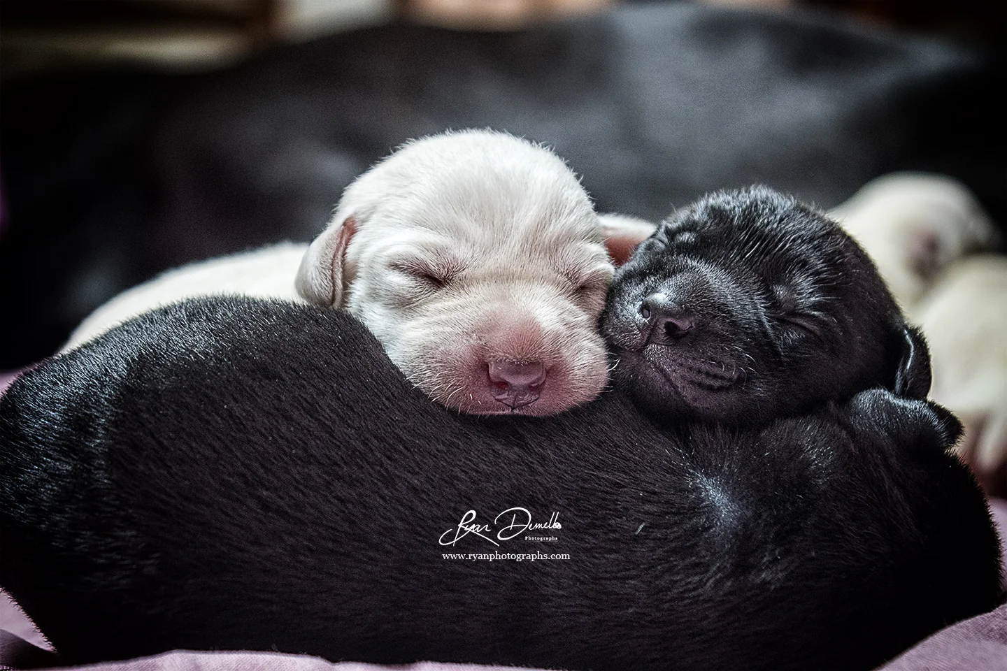 Puppies
