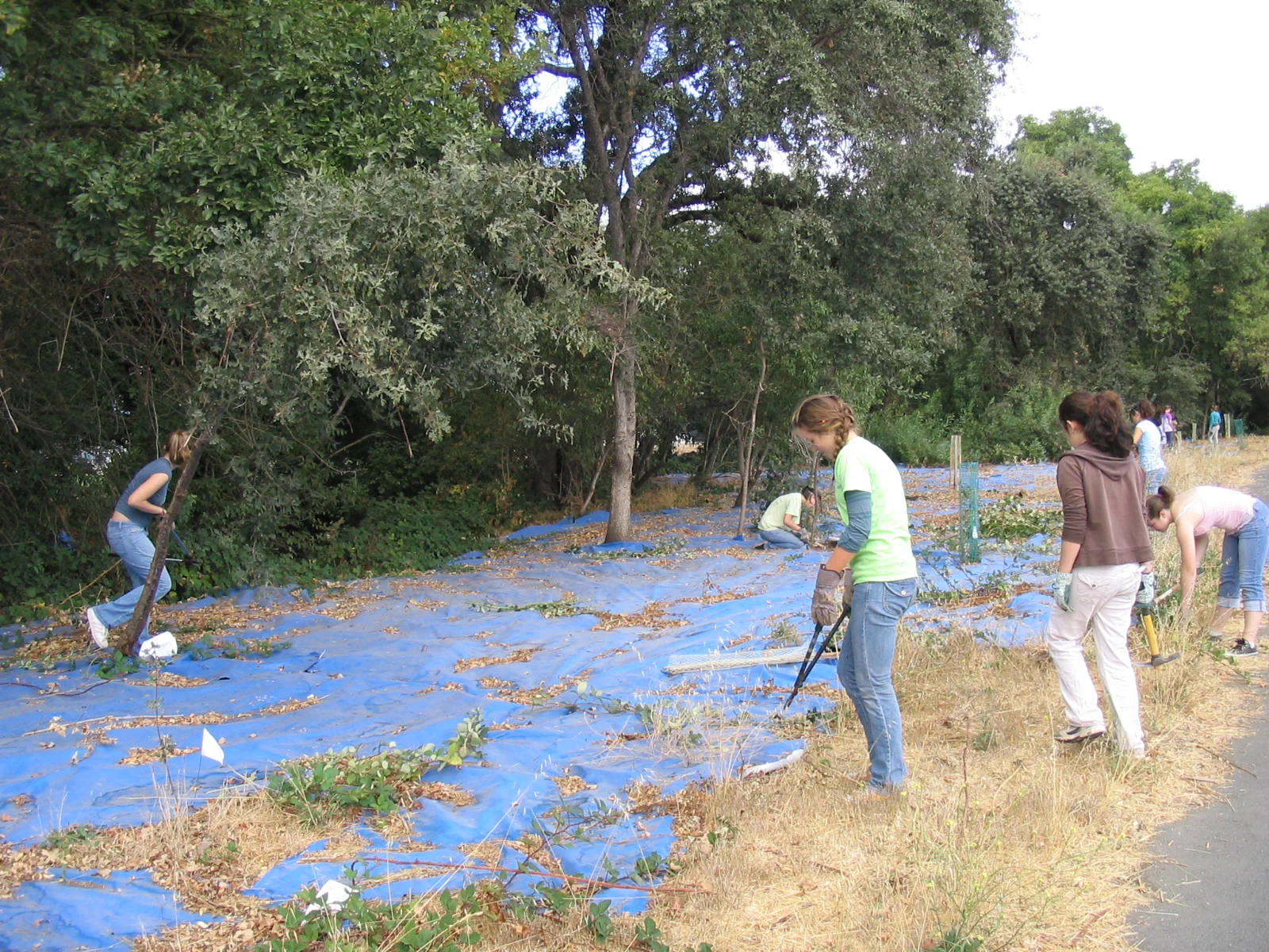 Planting Trees.jpg