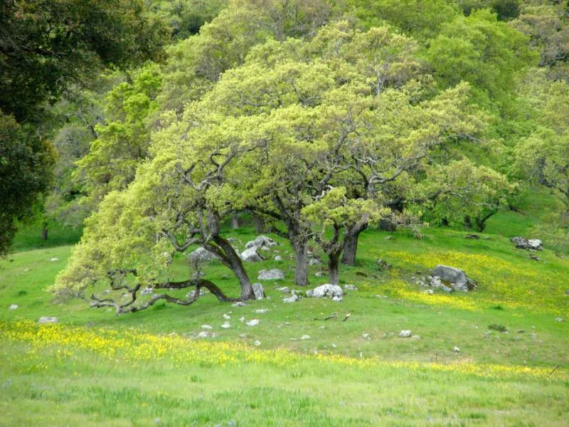 tree.jpg