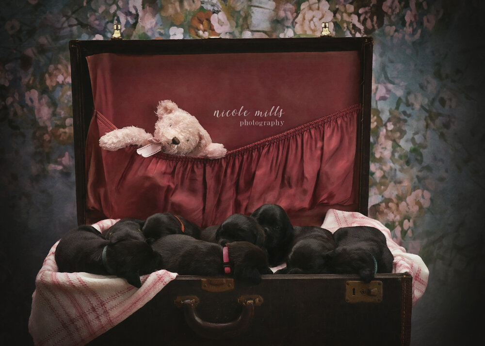 Puppy Suitcase - NMP