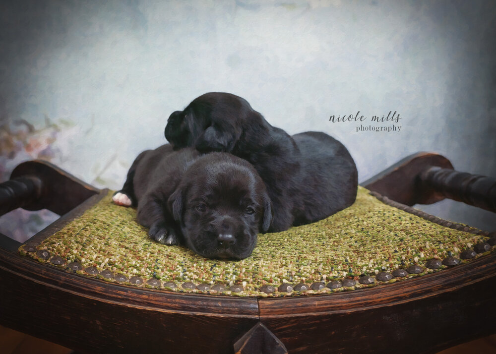 Puppy Love | Rochester, MN Area Pet Photographer