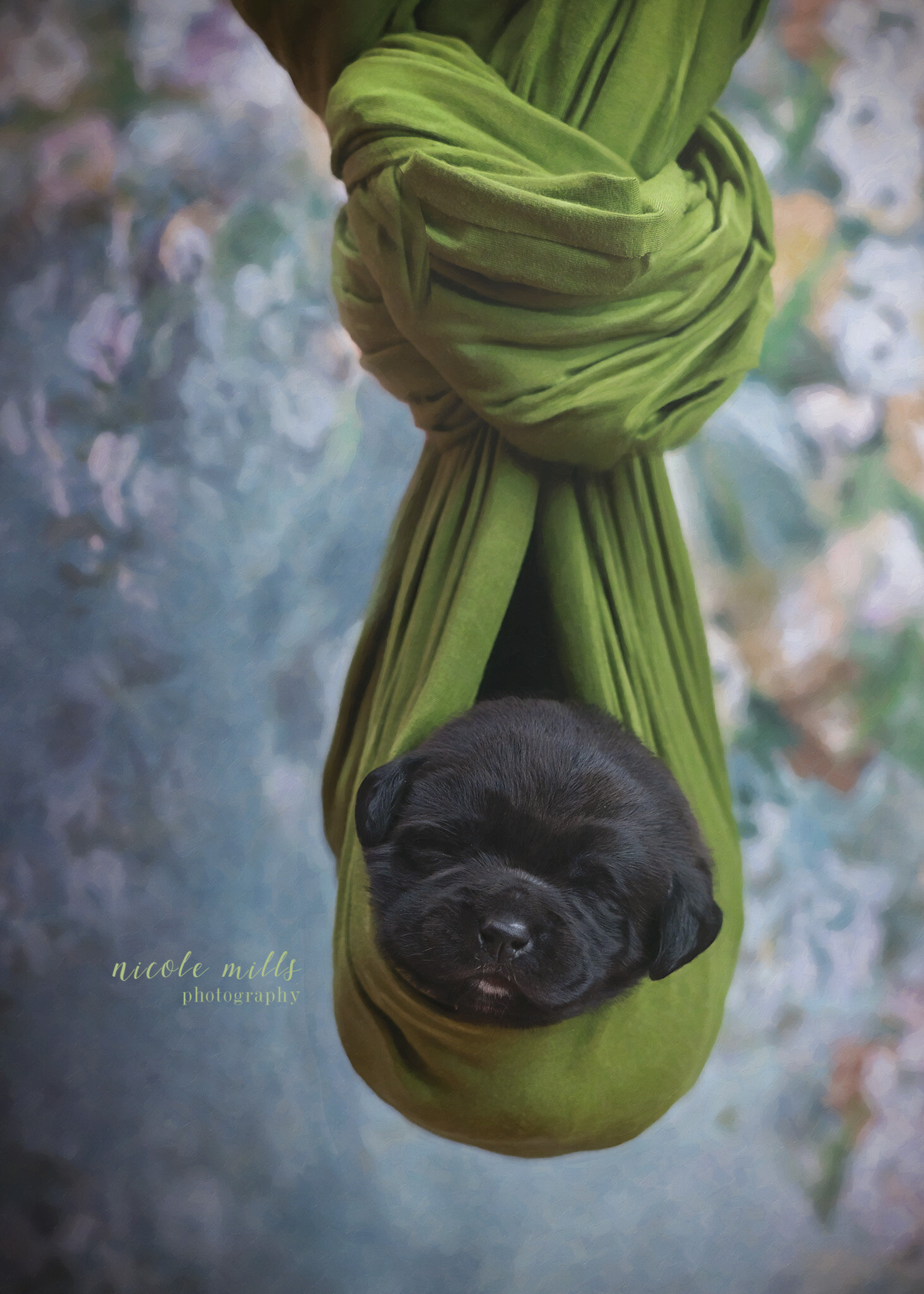 Puppy in Green Sack - NMP