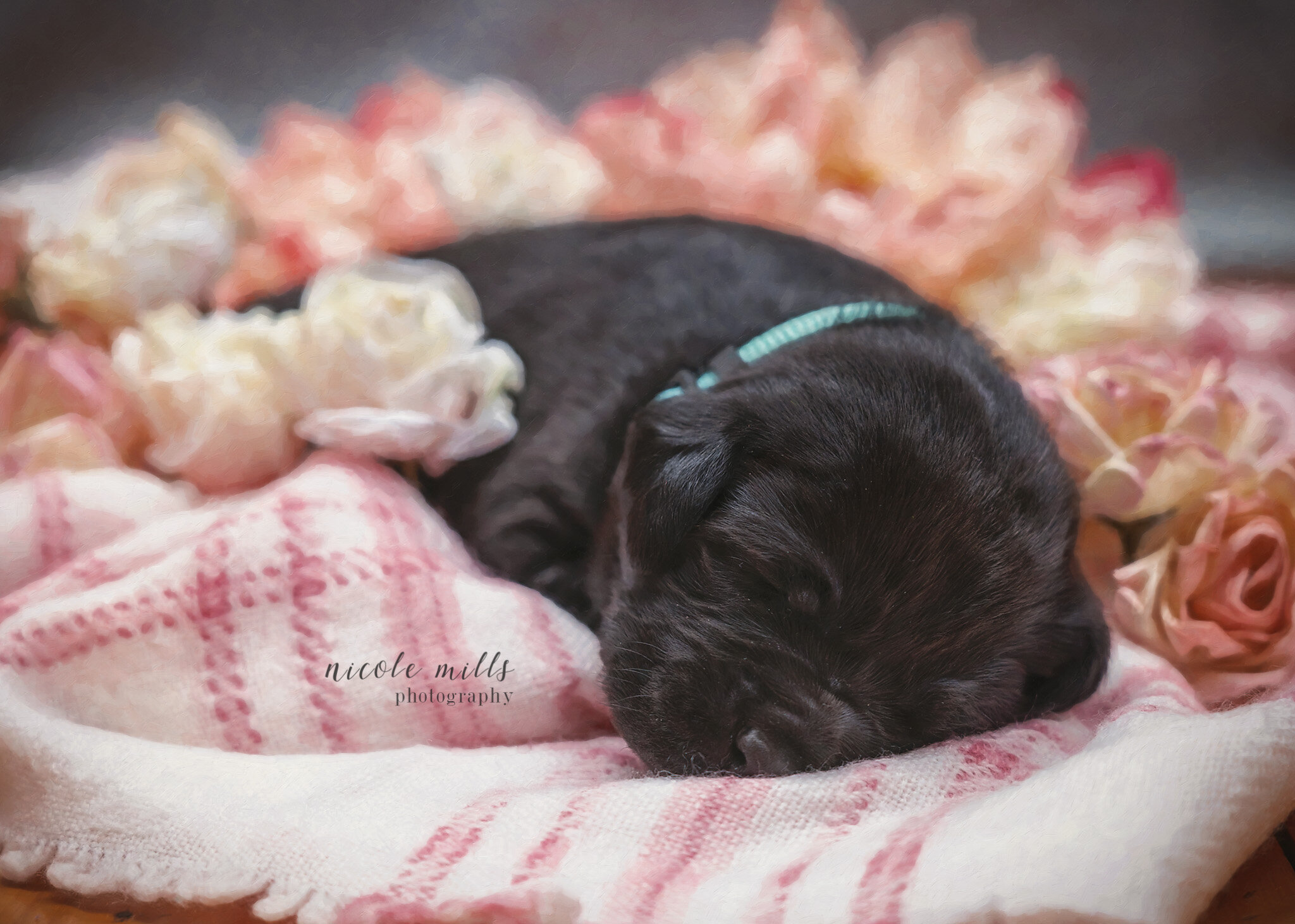 Puppy on Pink | Rochester, MN Area Pet Photographer