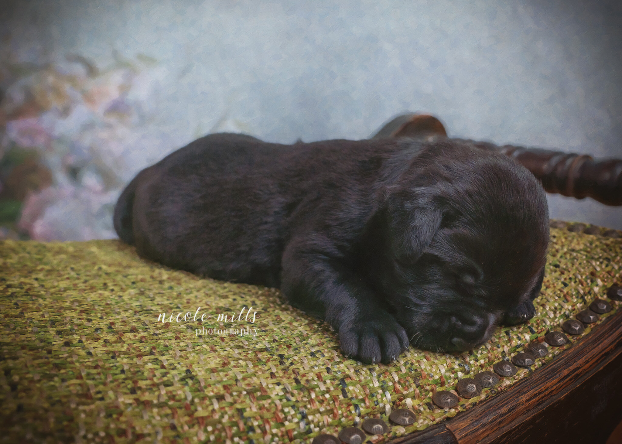 Sleeping Puppy | Pet Photographer