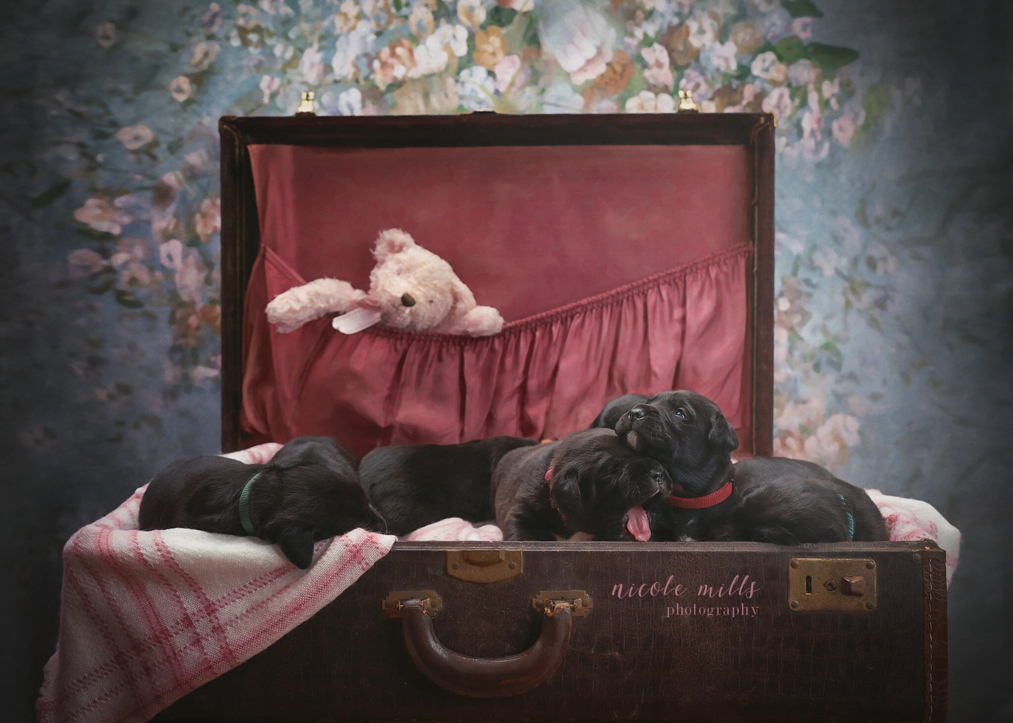 Puppy Suitcase | Rochester, MN Pet Photographer
