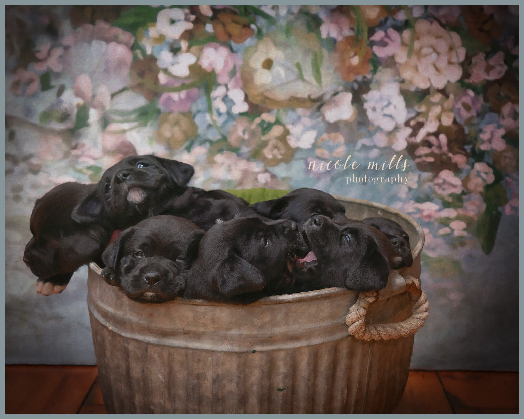 Bucket of Puppies | Nicole Mills Photo