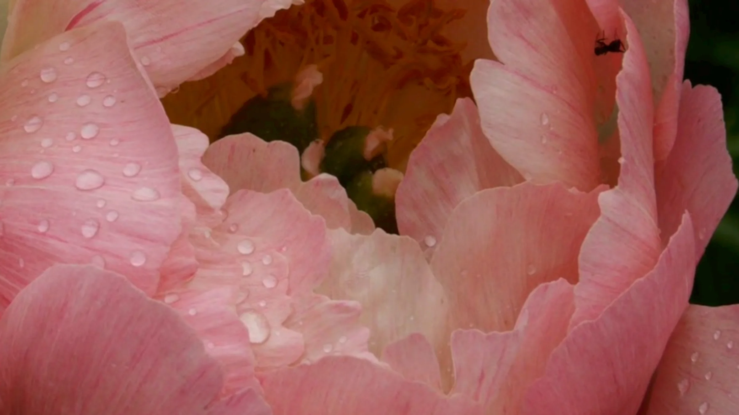 ONE_CUT Peony ant1.jpg