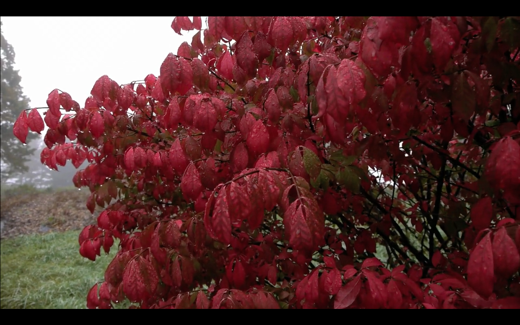 RedBush OCOL .png