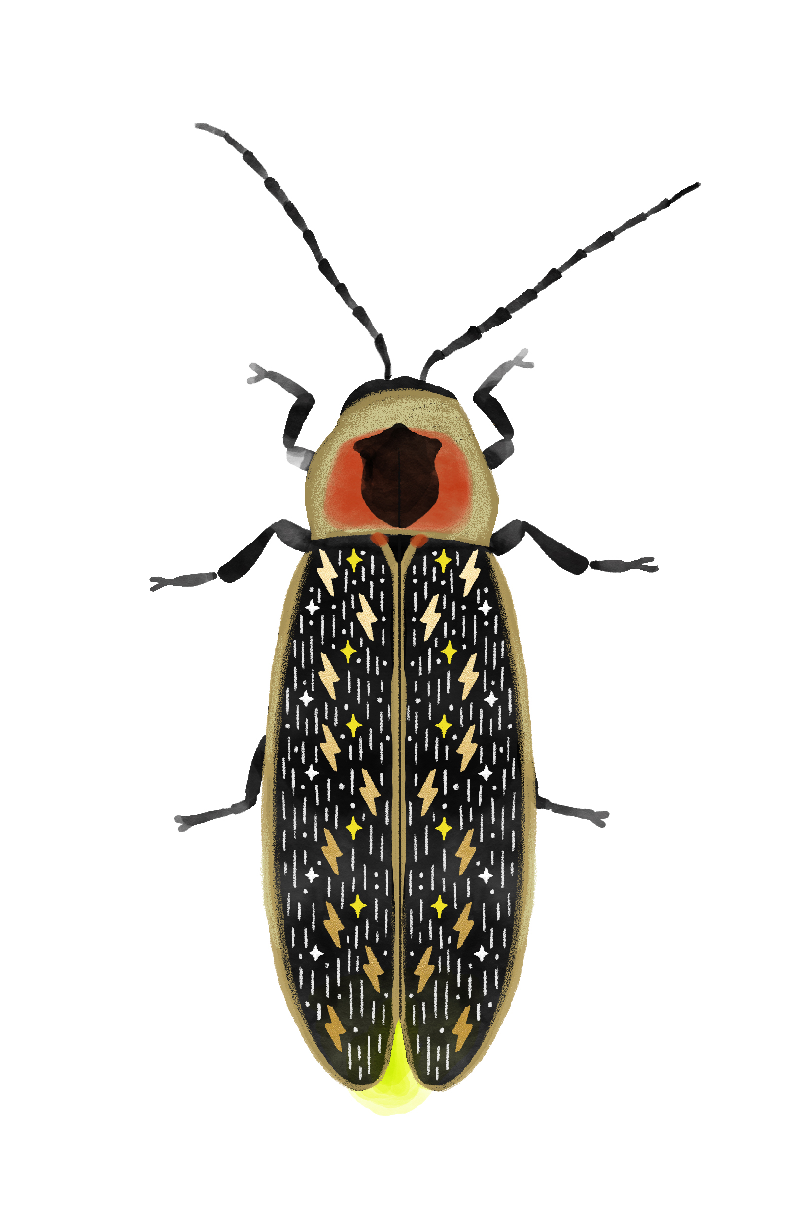 Lightning Bug_2.jpg