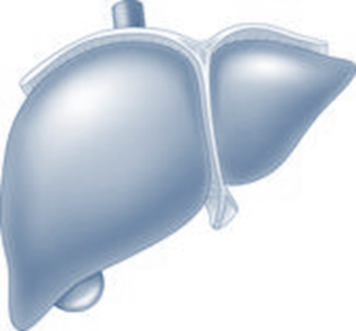 Liver.png