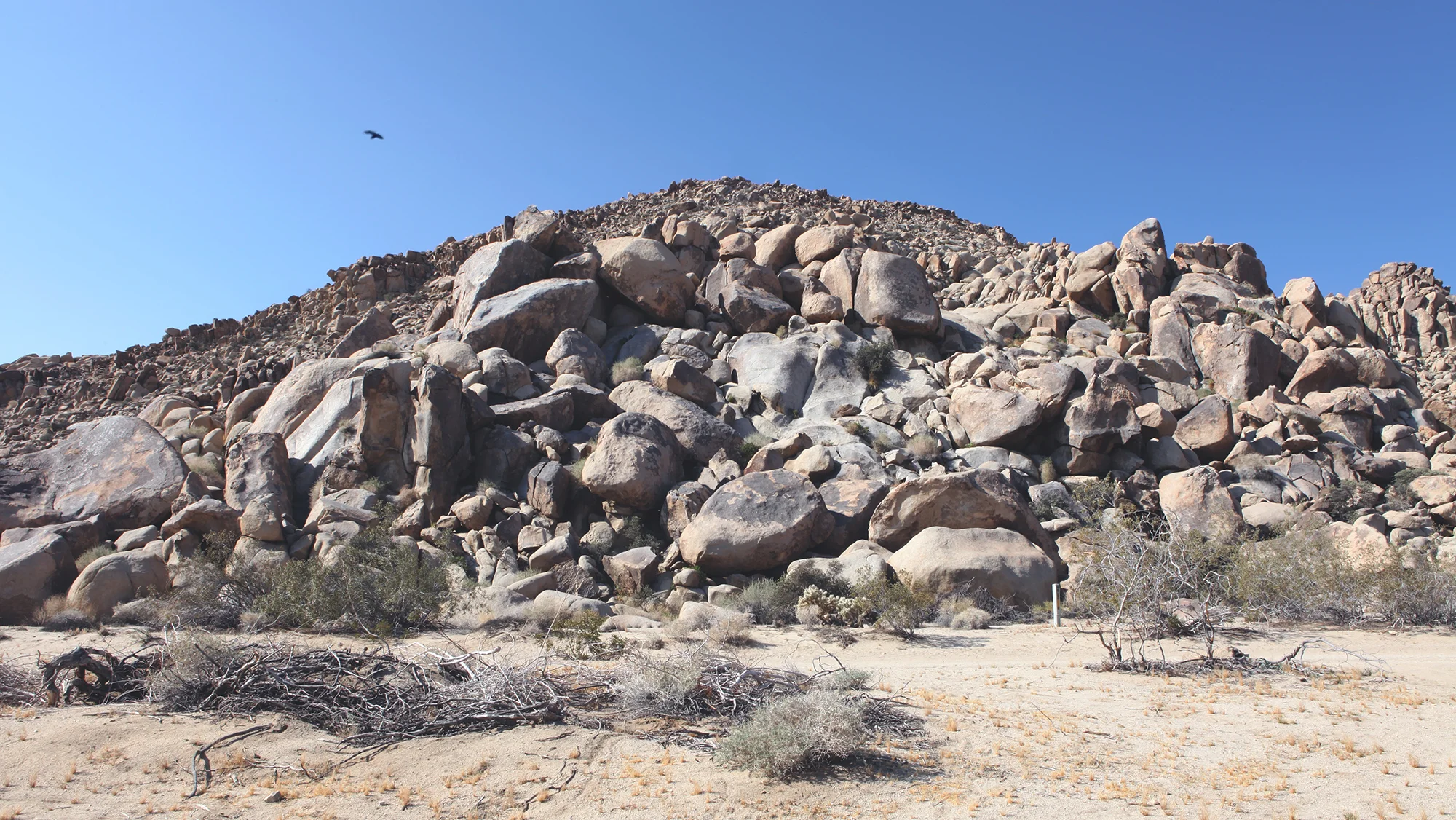  Joshua Tree desert site for video projection 