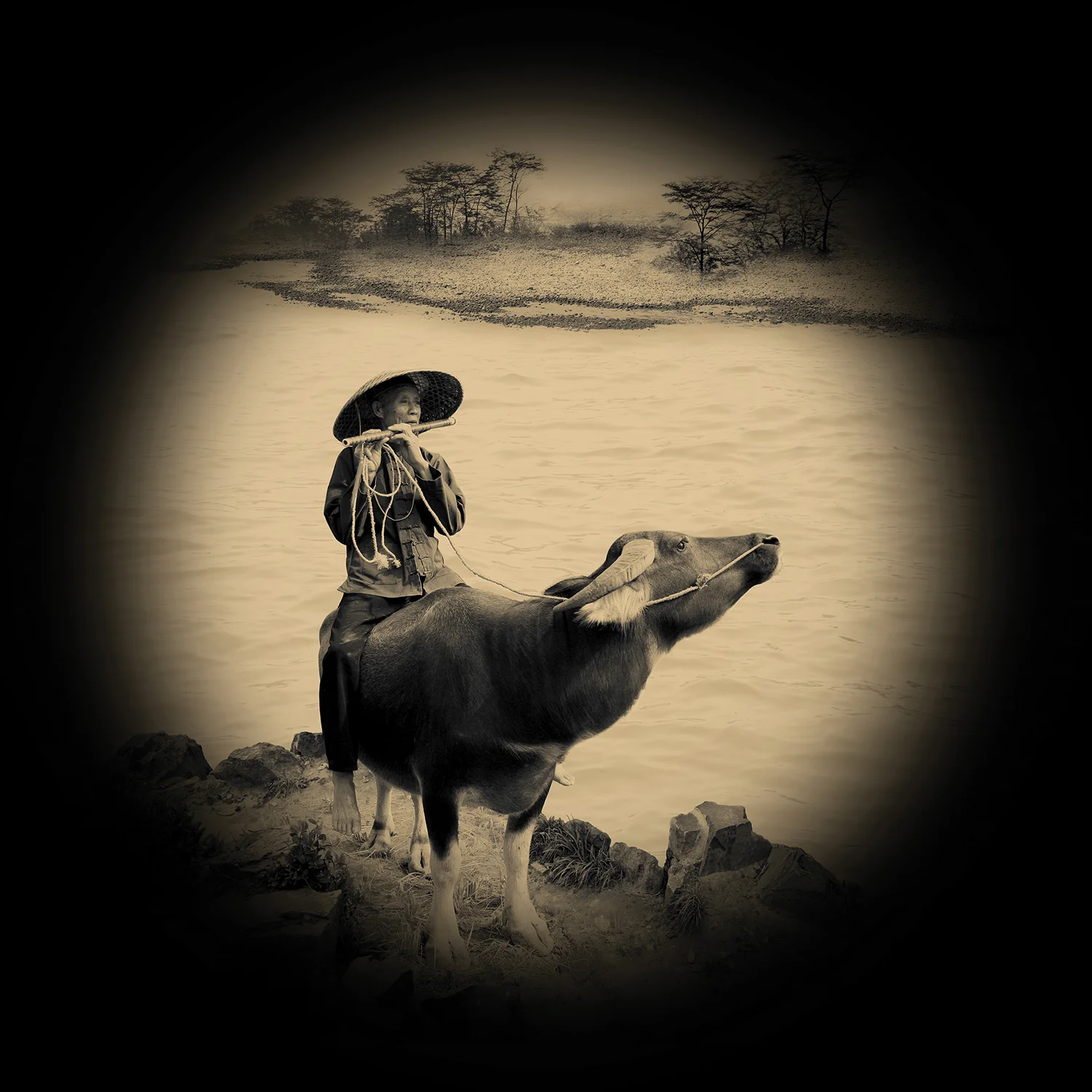 Riding the Ox Home · 騎牛歸家 info