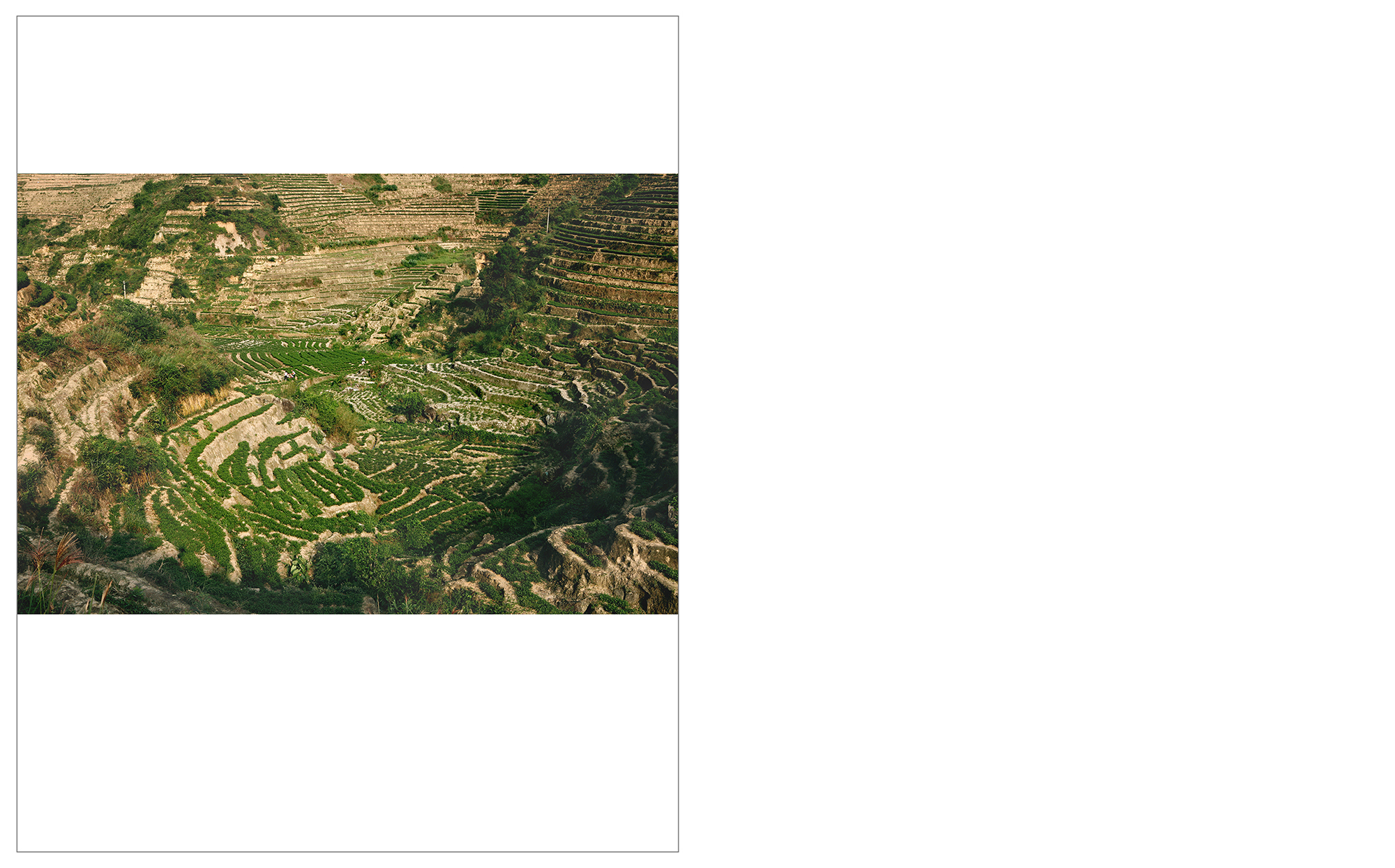 &nbsp; Tea Field - Gande, Fujian Province info