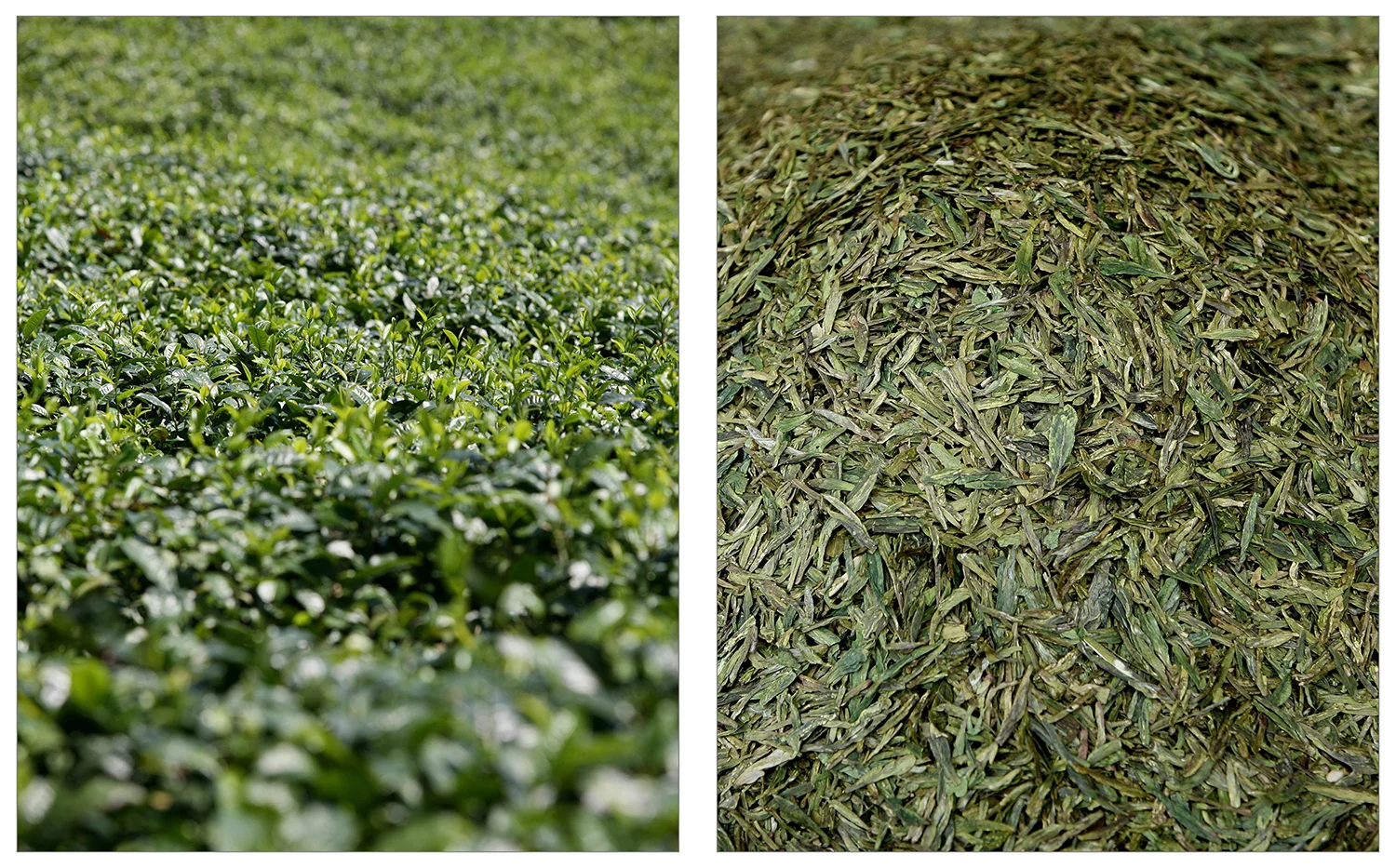 &nbsp; Tea Field - Huqiu, Fujian Province info &nbsp;&nbsp;• &nbsp;&nbsp;Longjing - Dragon Well Green Tea info