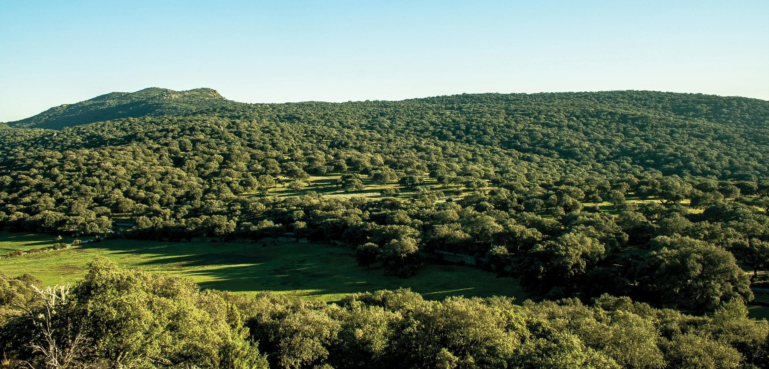 mina_pestana_03.jpg