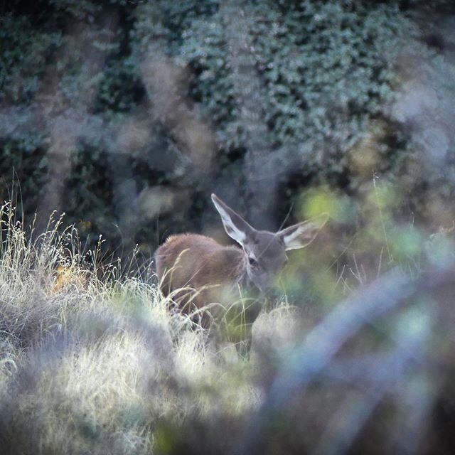 There&rsquo;s nothing like watching the game up close without being noticed!!! 🔝.
&bull;
🍀🦌📸
&bull;

#stalkanddraw #bowhunting #solobowhunting #diybowhunting #chassealarc #bogenjagd #cazaconarco #reddeer #hirsch #cerf #hjort #ciervo #ciervorojo #