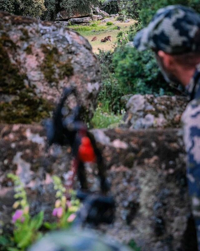 #tbm last spring @vicalbizuri went out to stalk some rams with @sitin65 and @pedroampueroca &bull;
🍀🐏🏹📸
&bull;

#stalkanddraw #bowhunting #solobowhunting #diybowhunting #chassealarc #bogenjagd #cazaconarco #reddeer #hirsch #cerf #hjort #ciervo #c