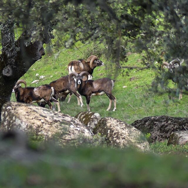 #tbf 3 months ago, encountered this herd of adult males feeding on grass.
&bull;
🍀🐏📸
&bull;

#stalkanddraw #bowhunting #solobowhunting #diybowhunting #chassealarc #bogenjagd #cazaconarco #reddeer #hirsch #cerf #hjort #ciervo #ciervorojo #venado #m