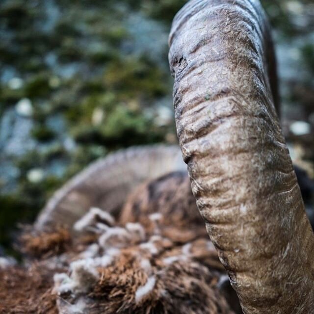 #tbw mouflon harvested couple of springs ago by @pedroampueroca winter coat started to fell off.
&bull;
🍀🐏🏹📯
&bull;

#stalkanddraw #bowhunting #solobowhunting #diybowhunting #chassealarc #bogenjagd #cazaconarco #reddeer #hirsch #cerf #hjort #cier