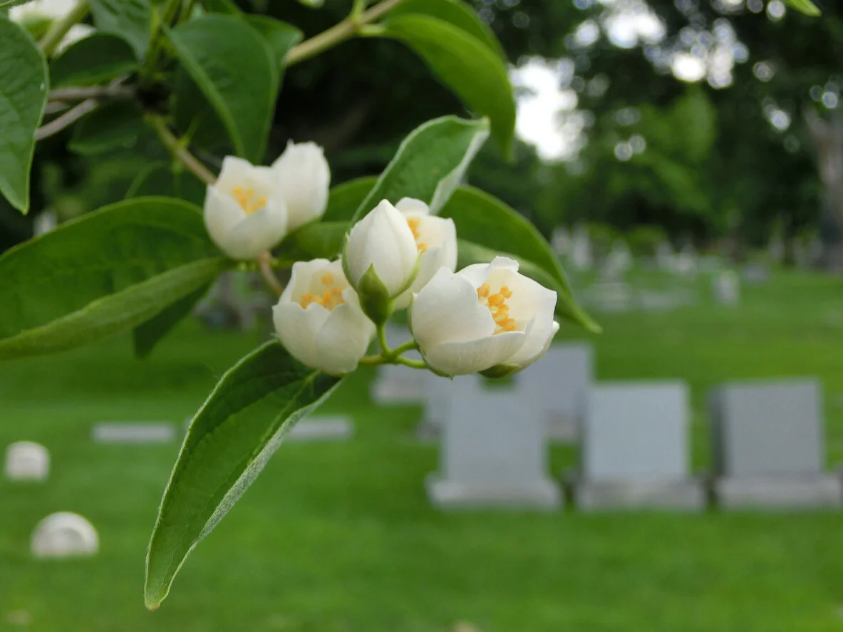 Crabapple branch.jpg