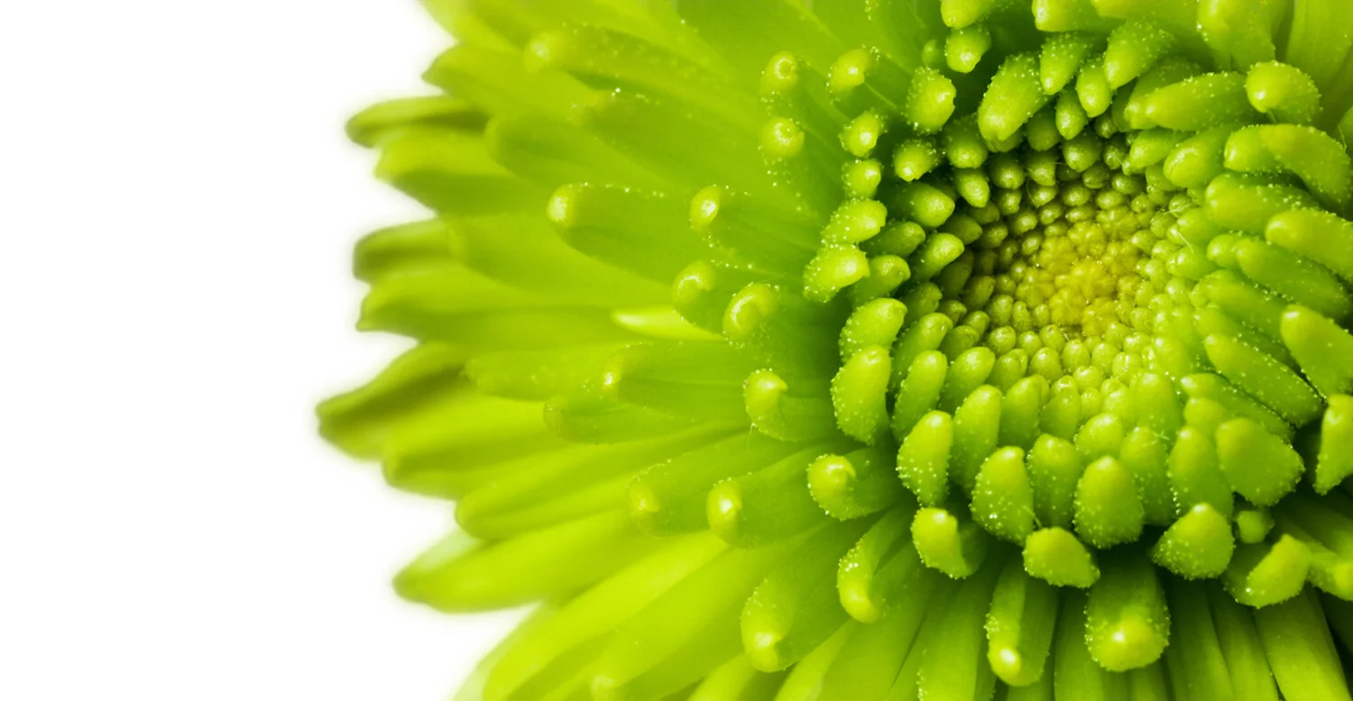 Green-Chrysanthemum-116048348_1423x738.jpeg