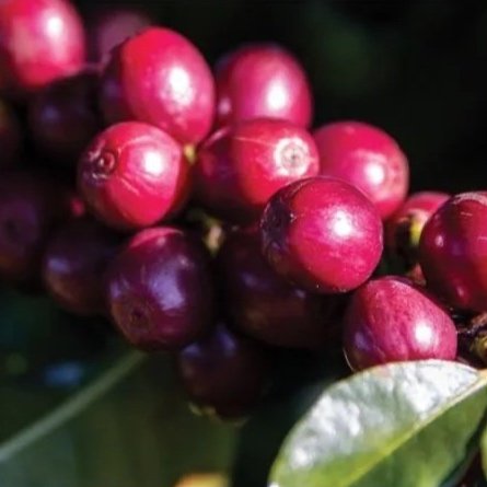 zambia-coffee--kateshi-estate-specialty-natural-lot-2-utz--1.jpg