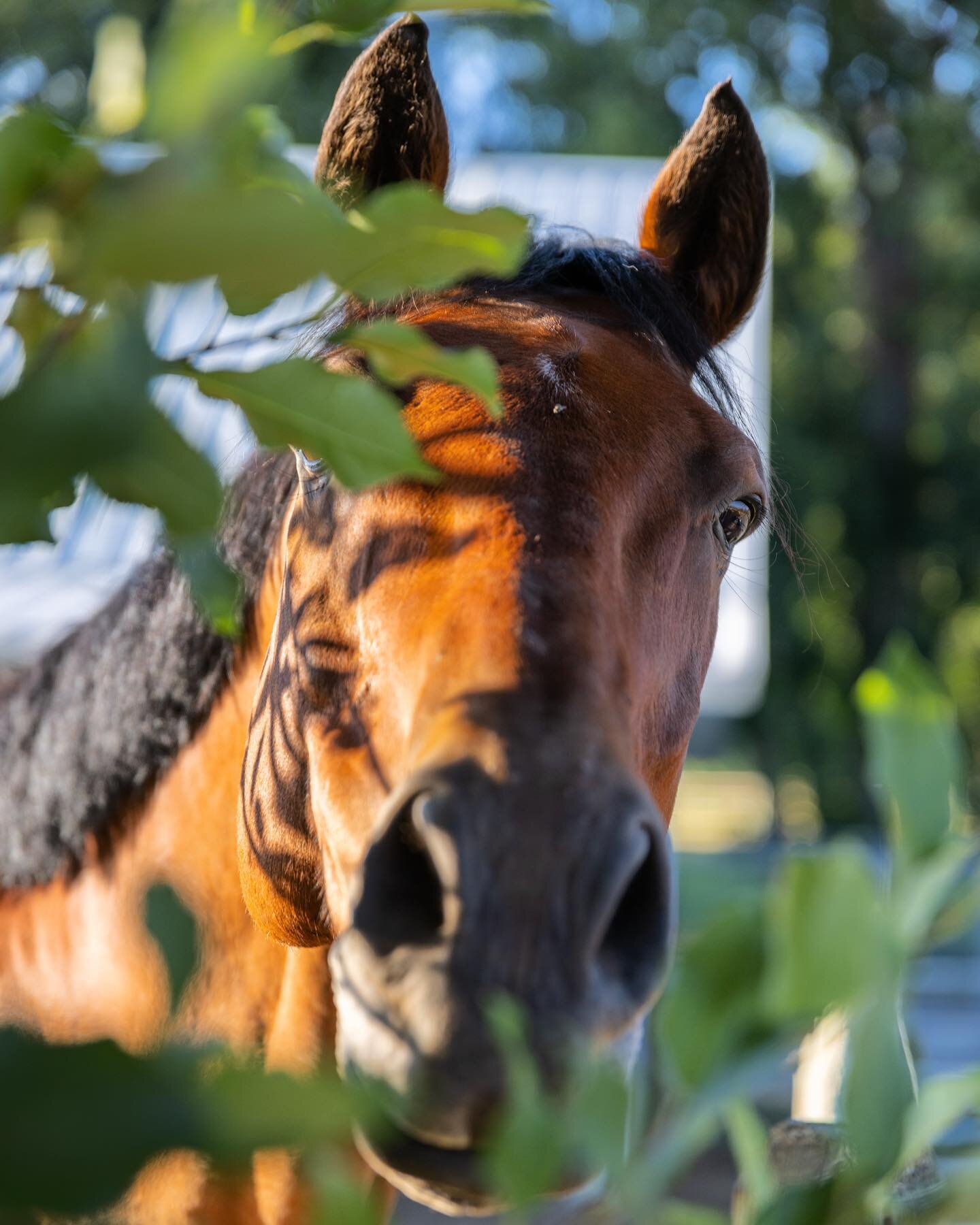 Well, hello there. 

Oh, the friends you&rsquo;ll make when shooting real estate. 

#horse #equine #montana #nature #realestate #realestatephotography #realestatephotographer