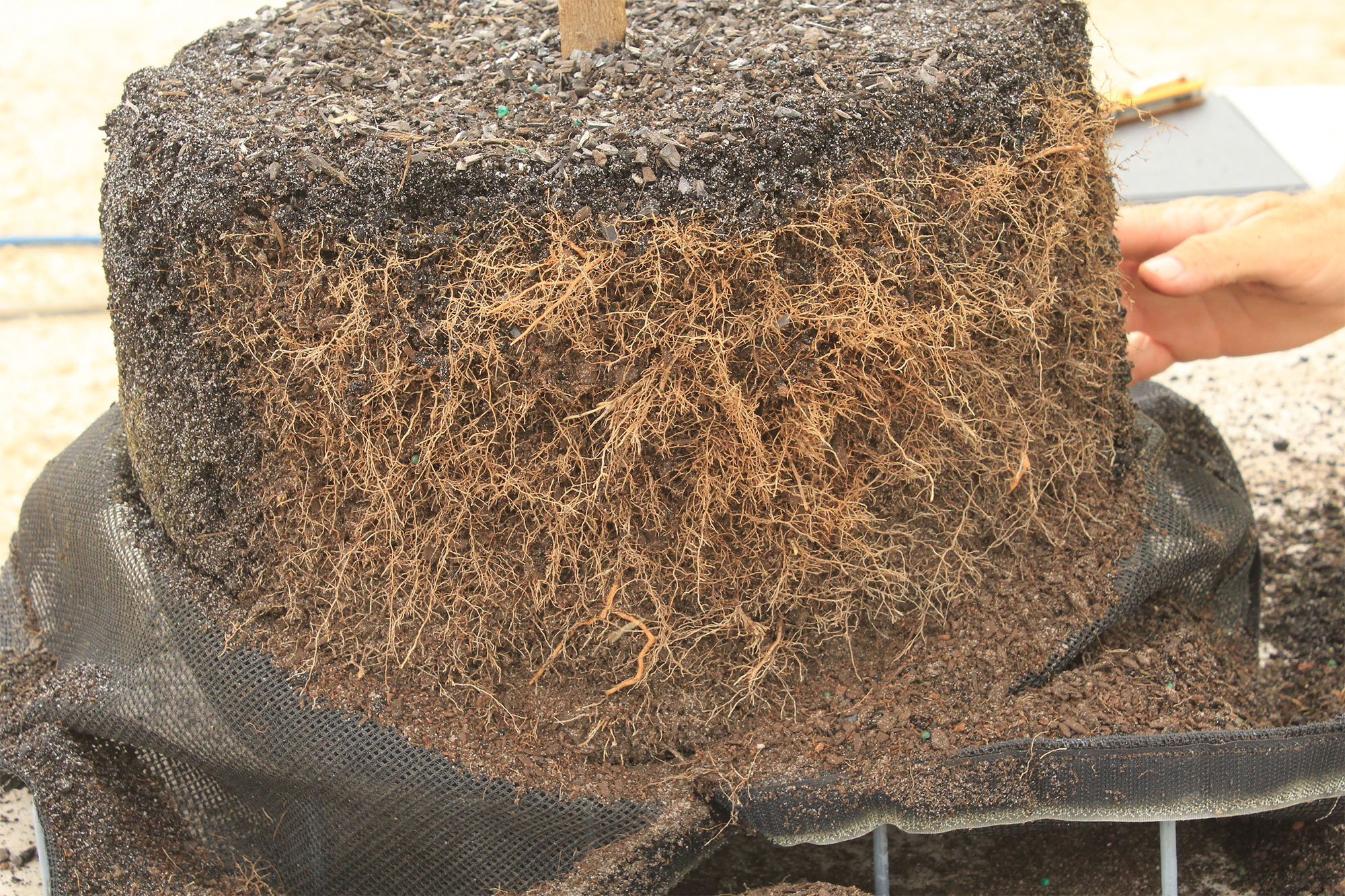   Developing a   High Quality, Fibrous root system    Find out more  