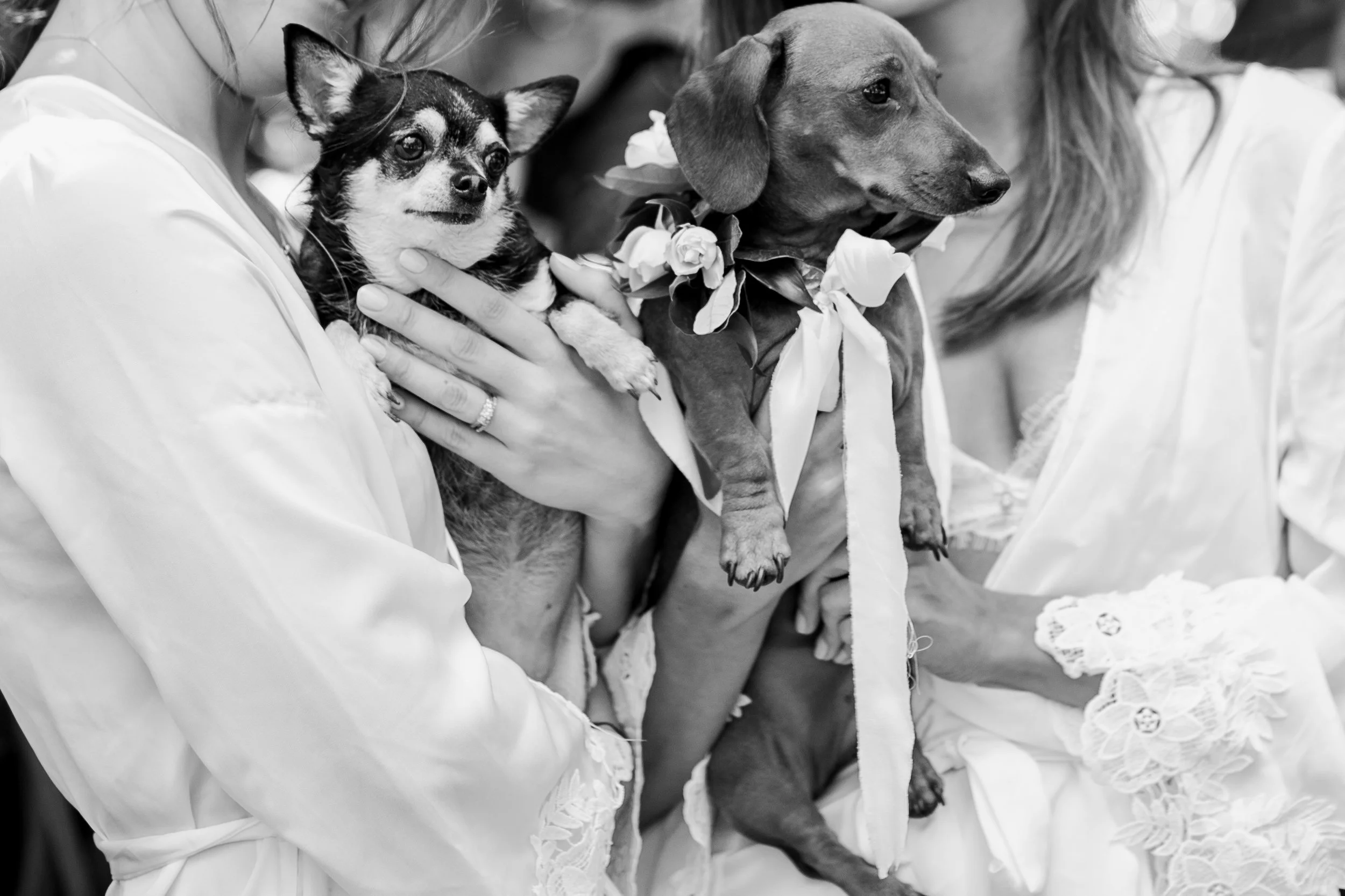 Weddings With Puppies