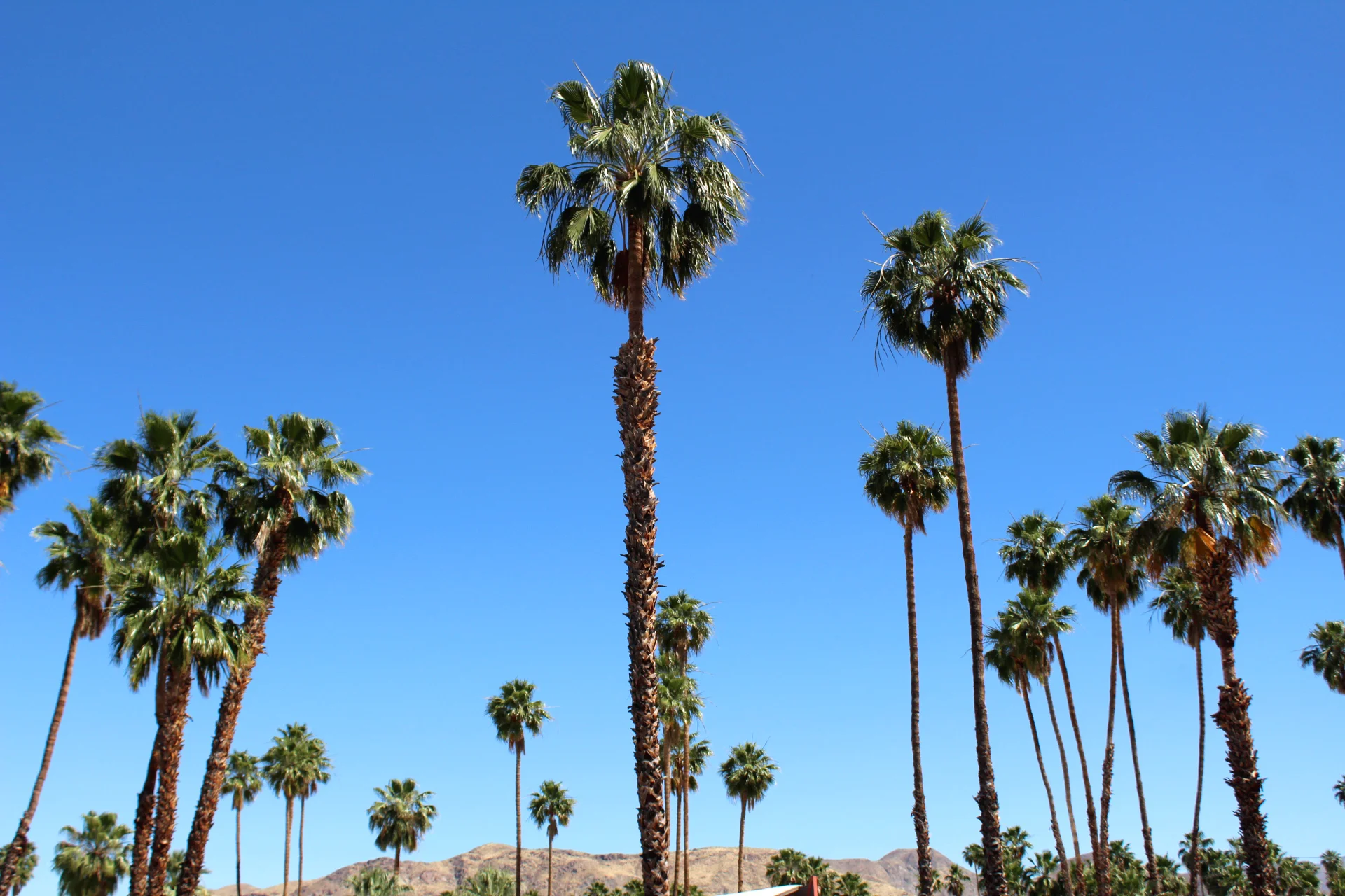 24 Hours in Palm Springs