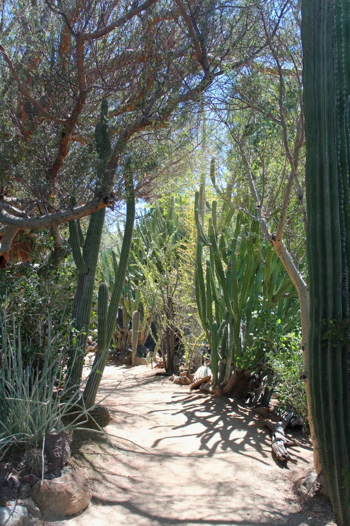 24 Hours in Palm Springs