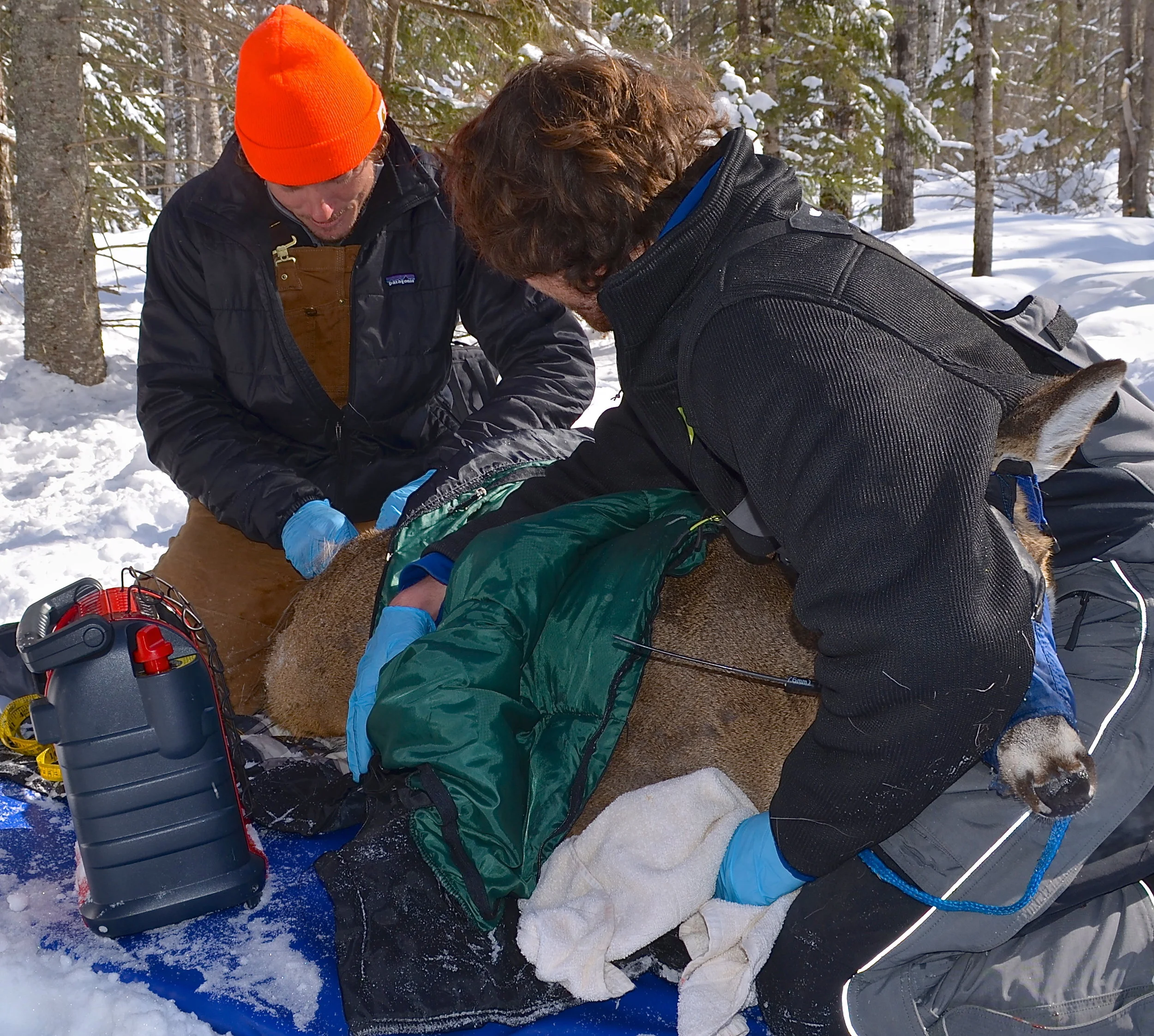 Weekly Update: Michigan Predator-Prey Research Aids Management Planning