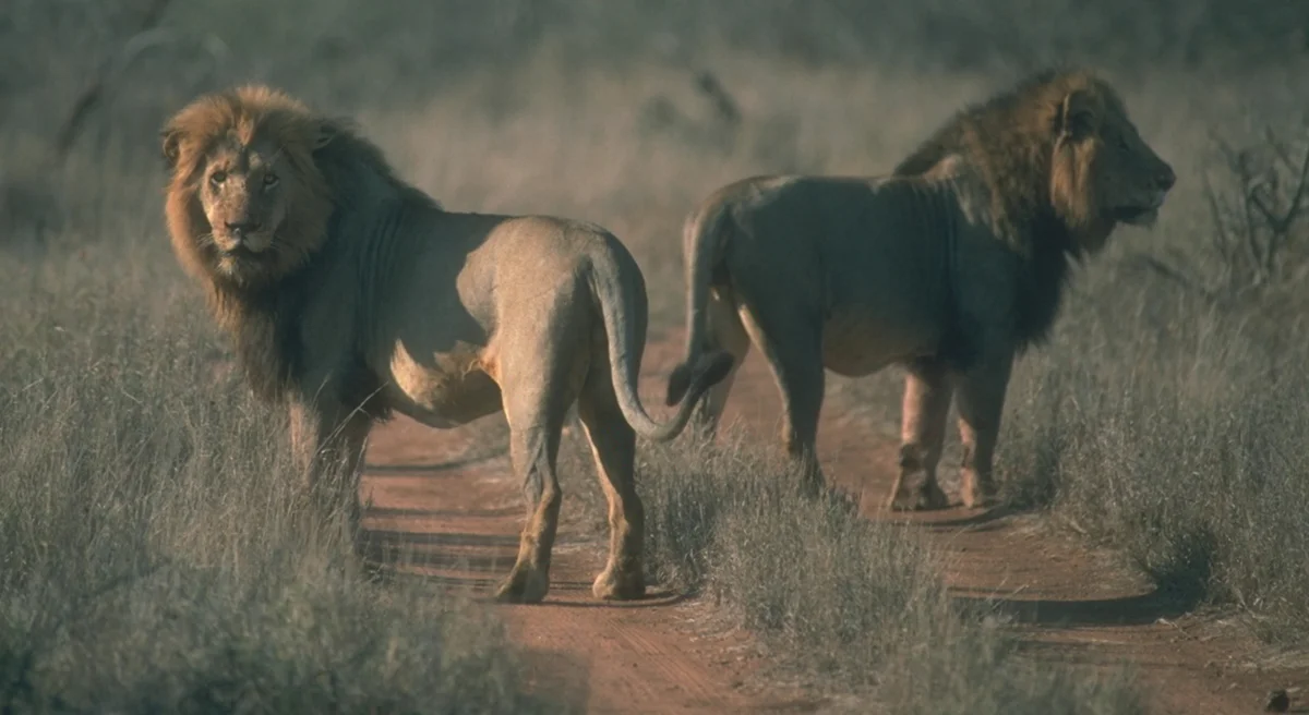 Zambia Lifts Big Cat Hunting Ban!