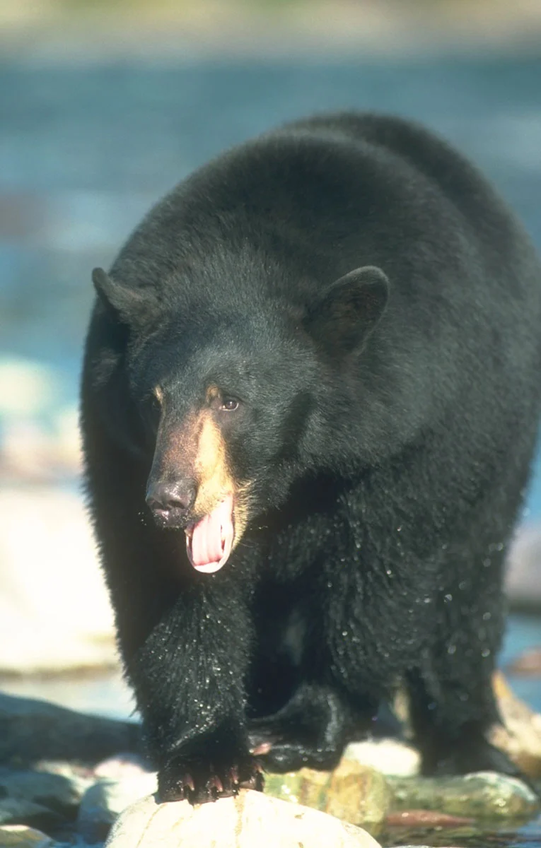 Florida Black Bear Season To Re-open After 21 Years