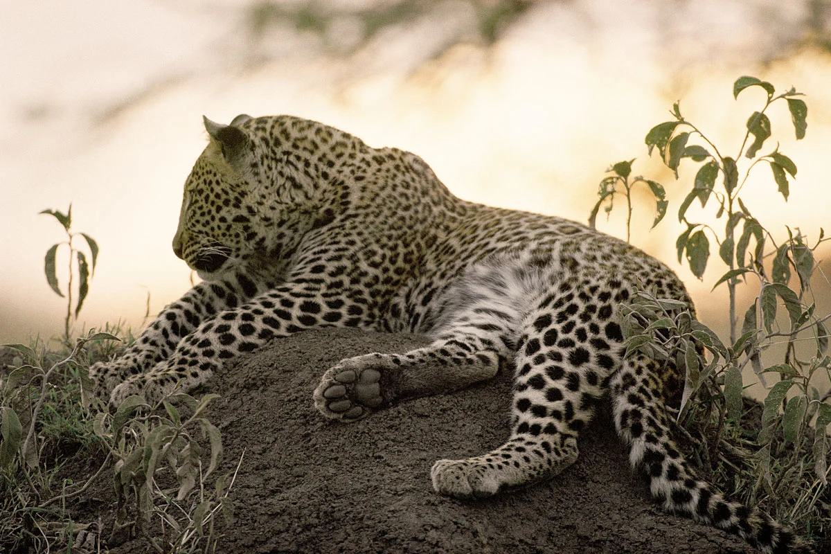 Zimbabwe Lifts Temporary Ban on Lion, Leopard and Elephant Hunting