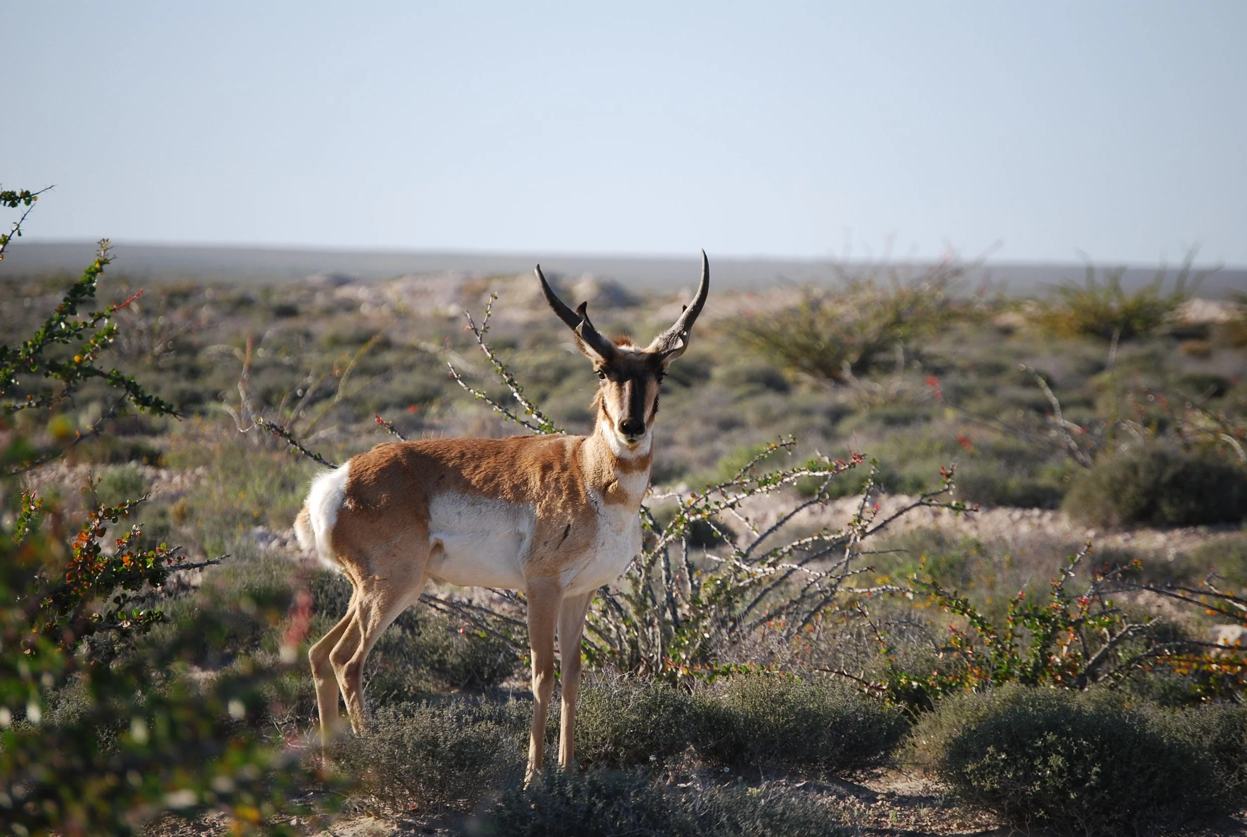 San Diego Safari Club International's  Southern CA Pronghorn Re-Introduction Project