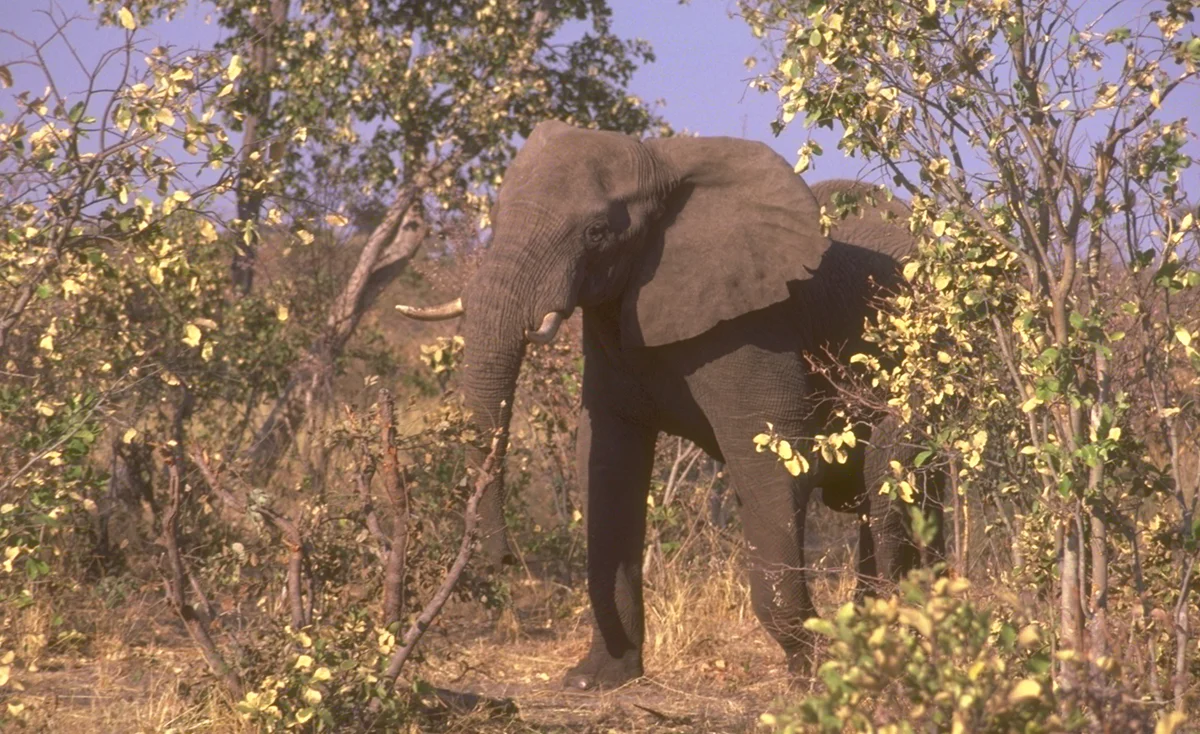 elephant3firstforhunters040914.jpg