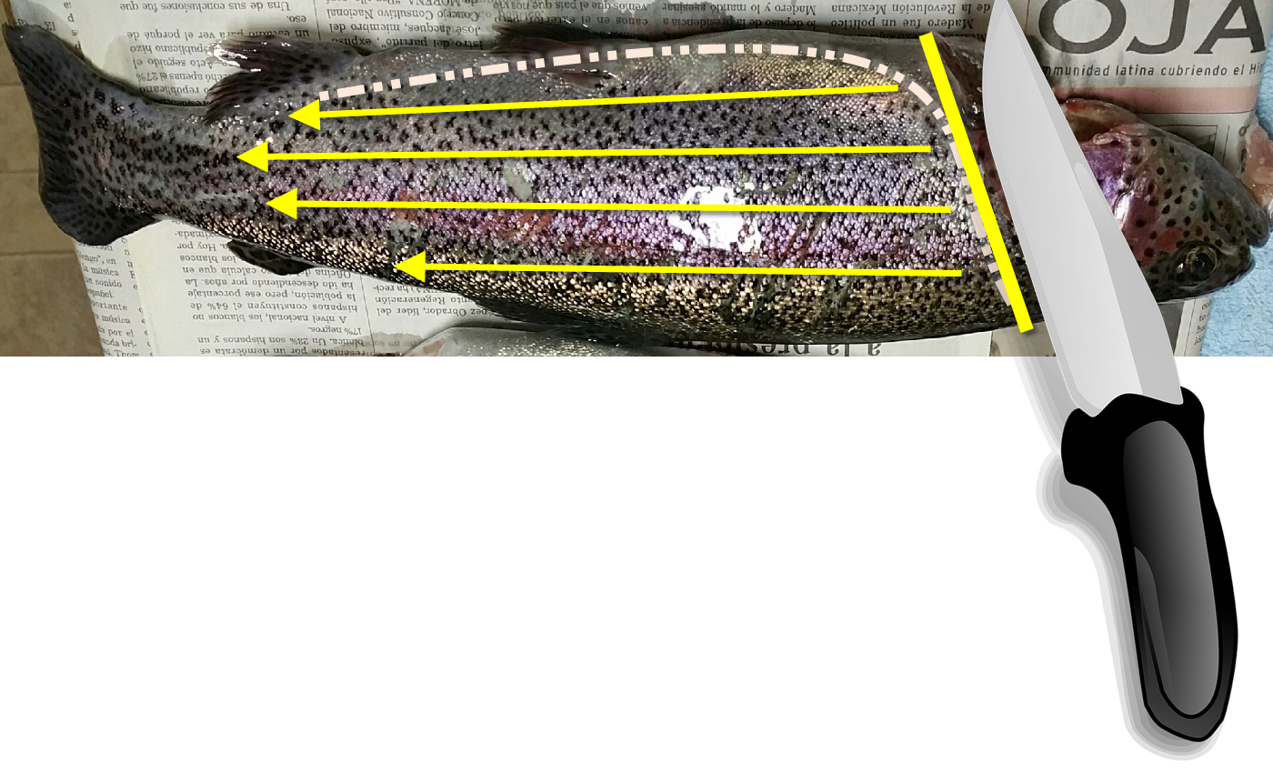 11vonfleck-fish-cuts.png