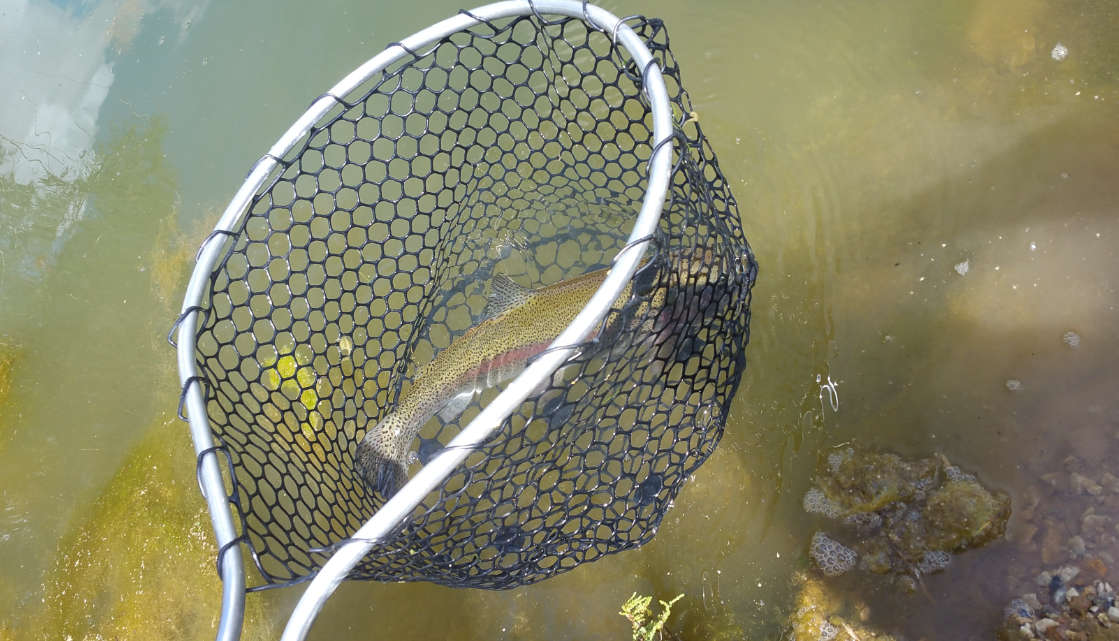 3vonfleck-trout-rubber-net
