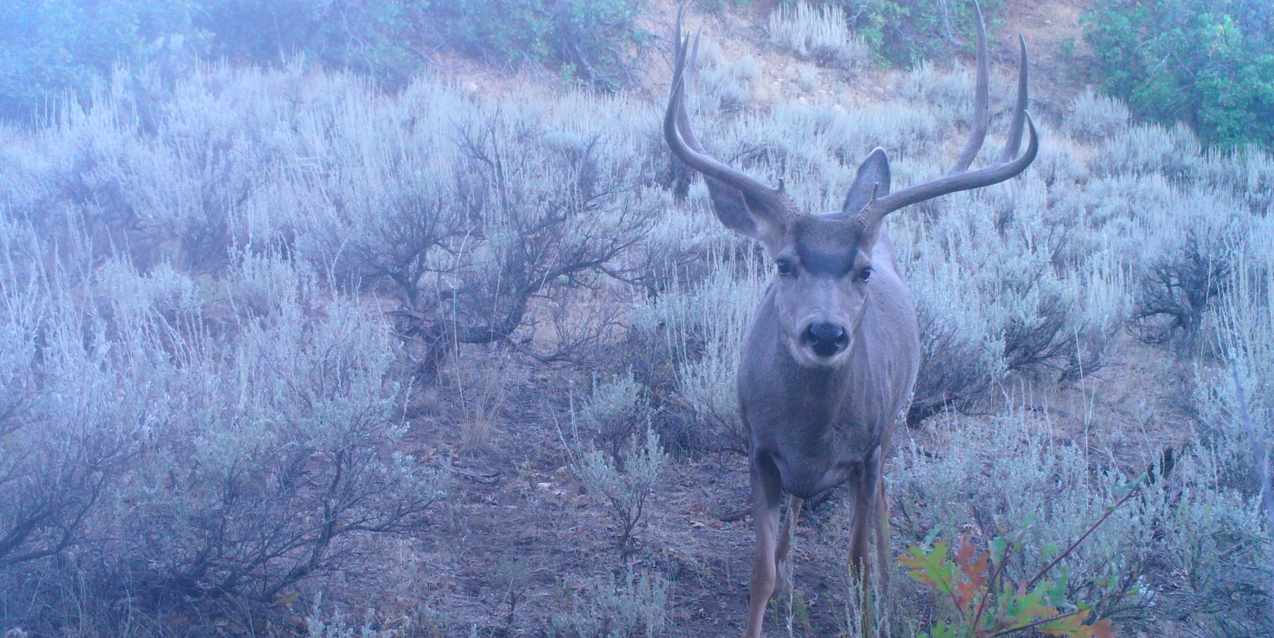 chelsie-wilkey-reelcamo-girl-dreambuck.jpg
