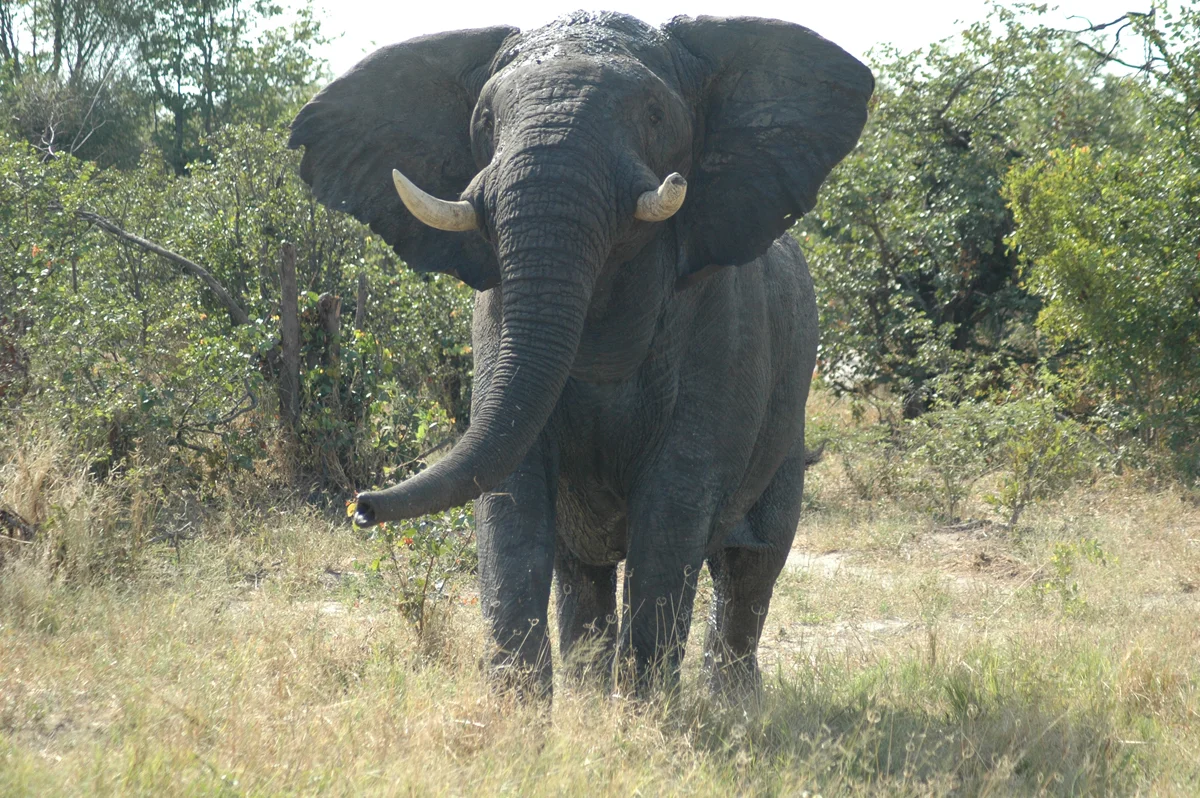 rightelephantbotswanabull.jpg